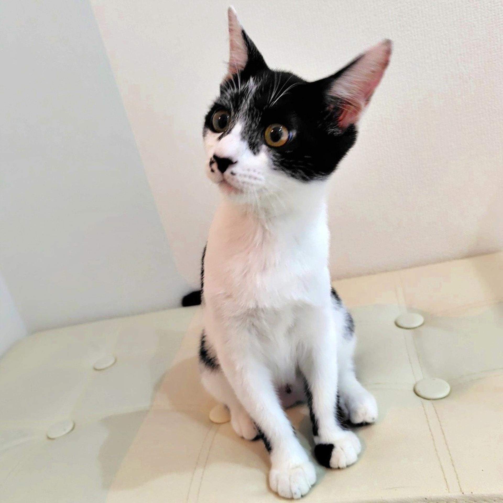 pet-image-3