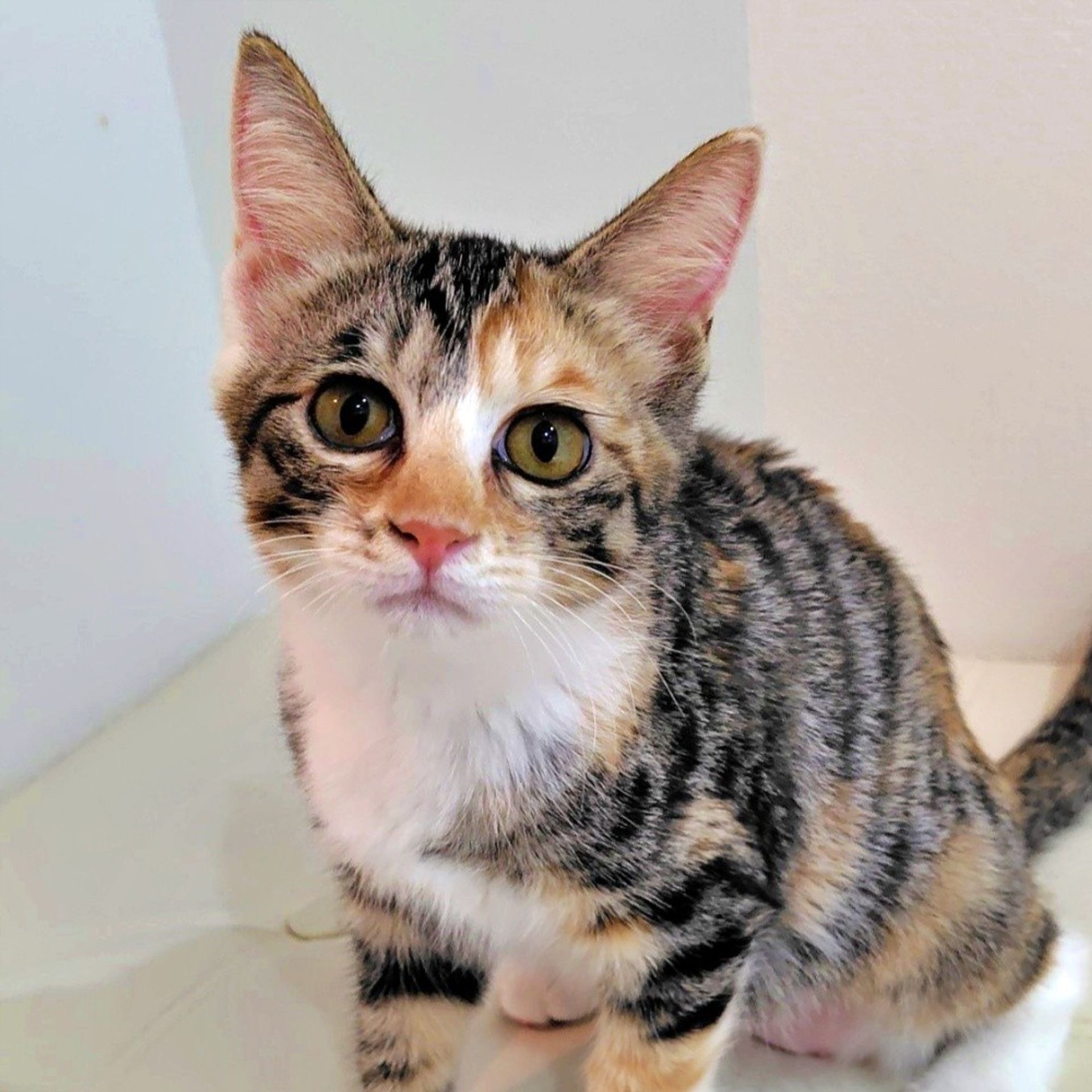 雑種（ミックス猫）・メスの里親募集の写真