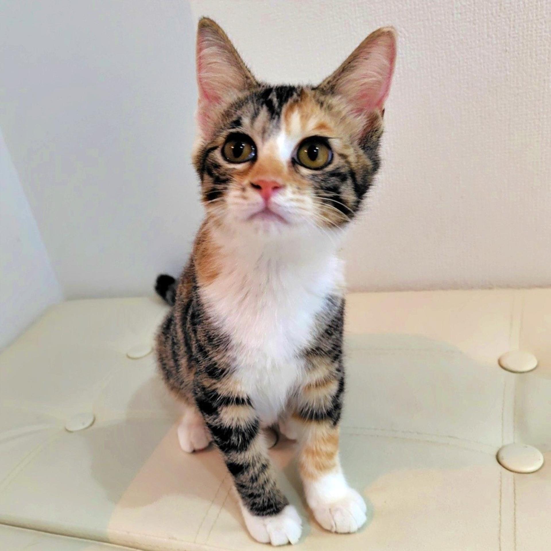 pet-image-3