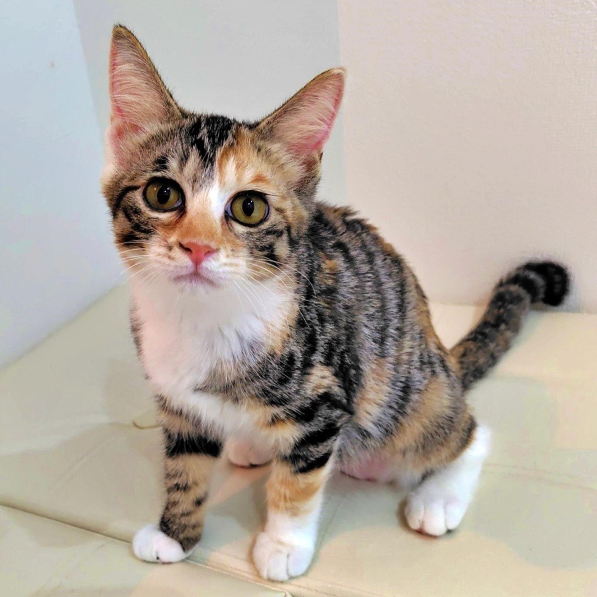 pet-image-5