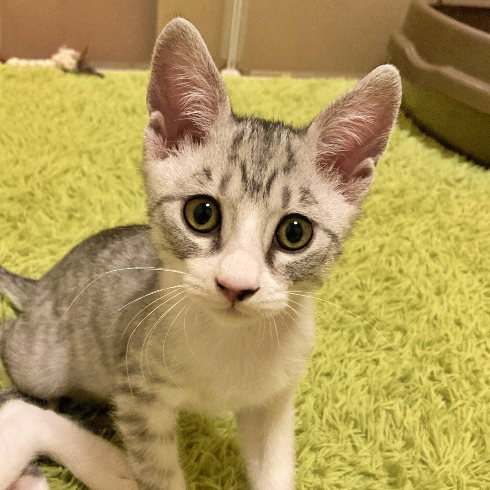 雑種（ミックス猫）・オスの里親募集の写真
