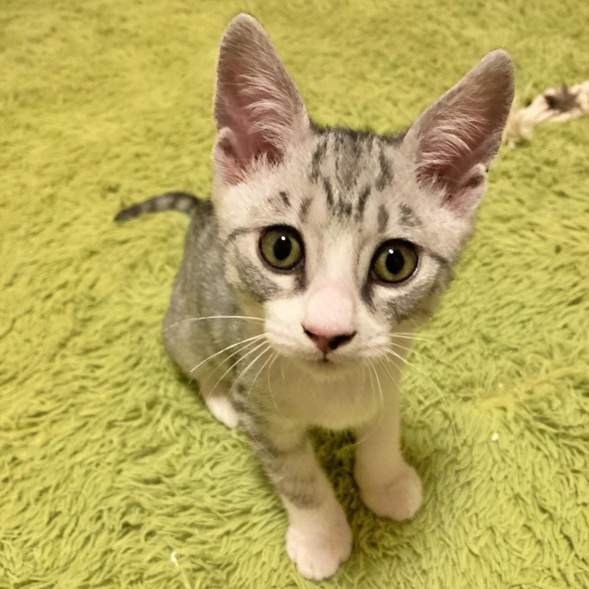 pet-image-2