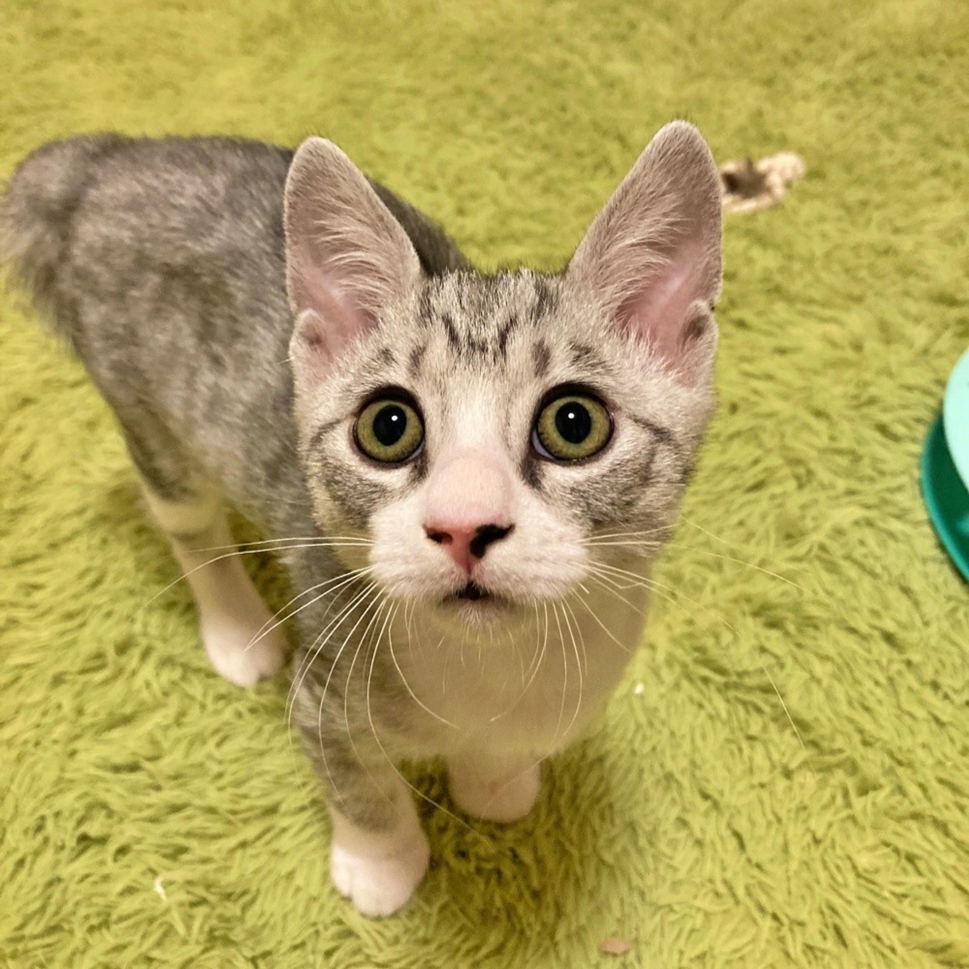 pet-image-3