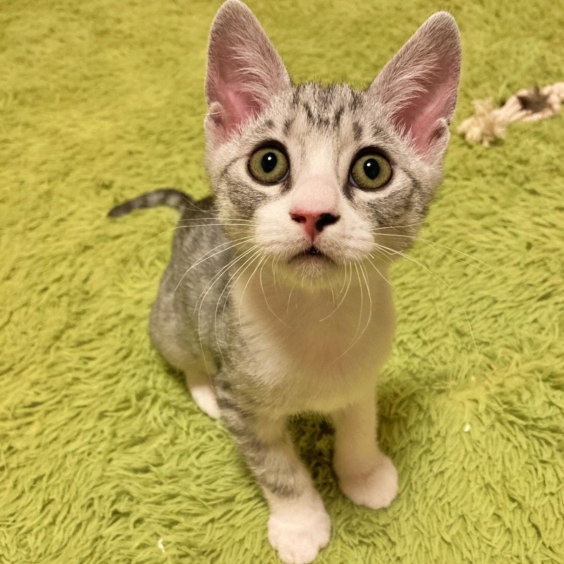 pet-image-4