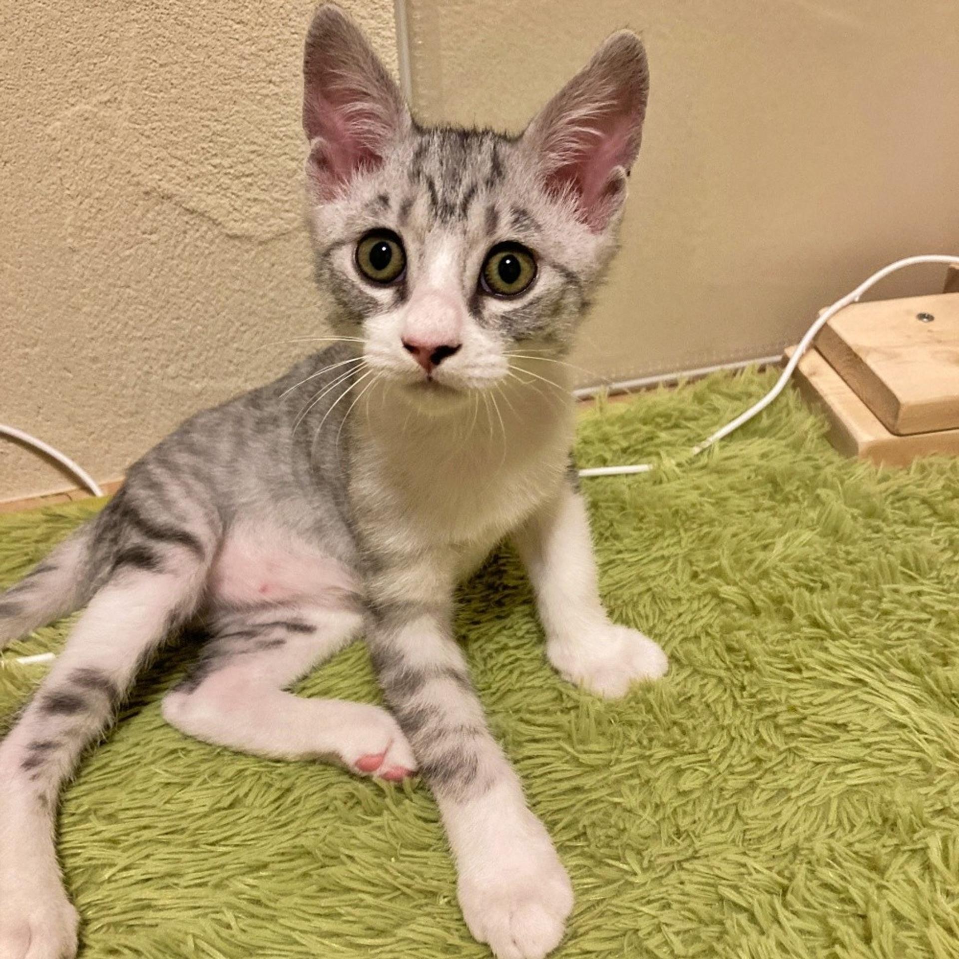 pet-image-5