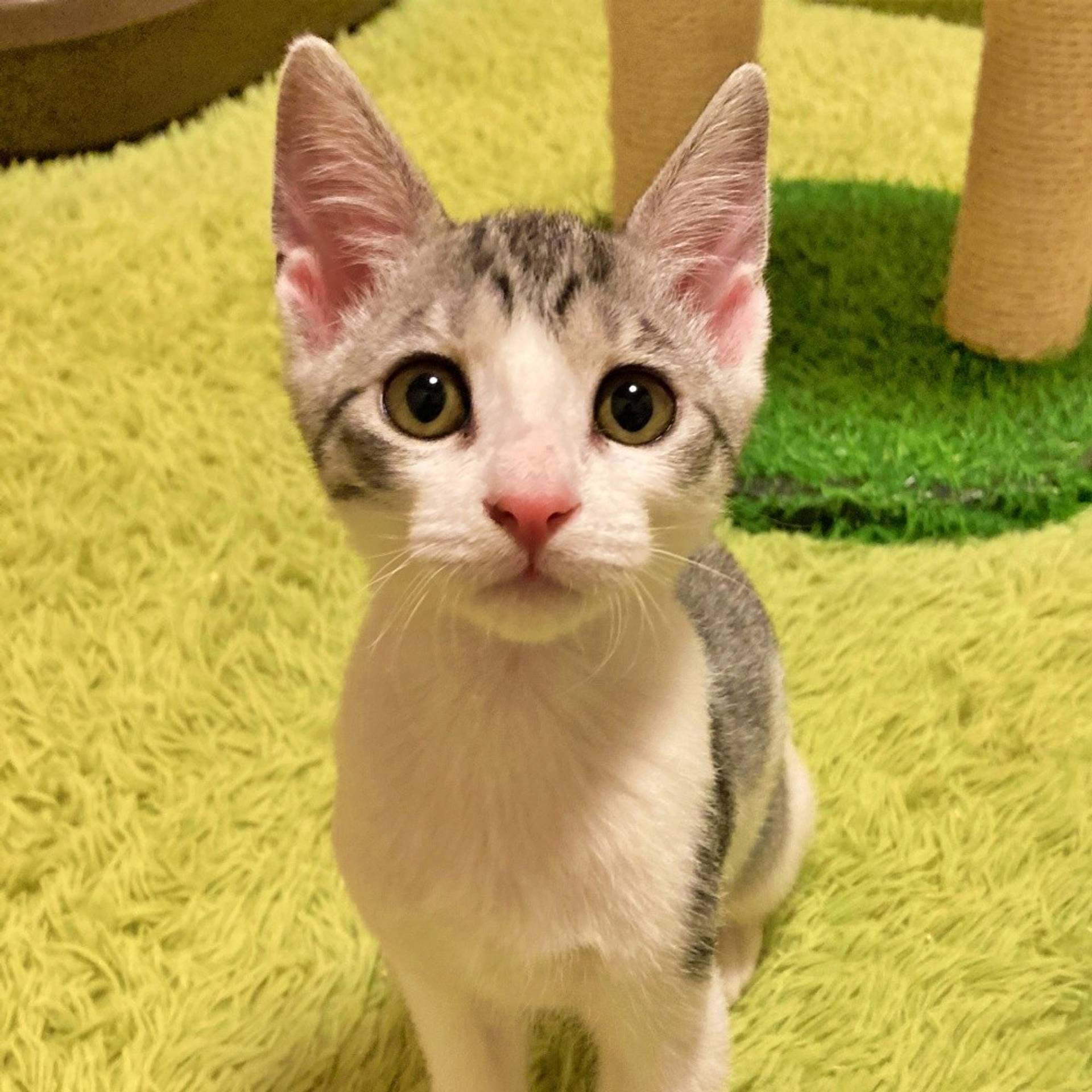 雑種（ミックス猫）・メスの里親募集の写真
