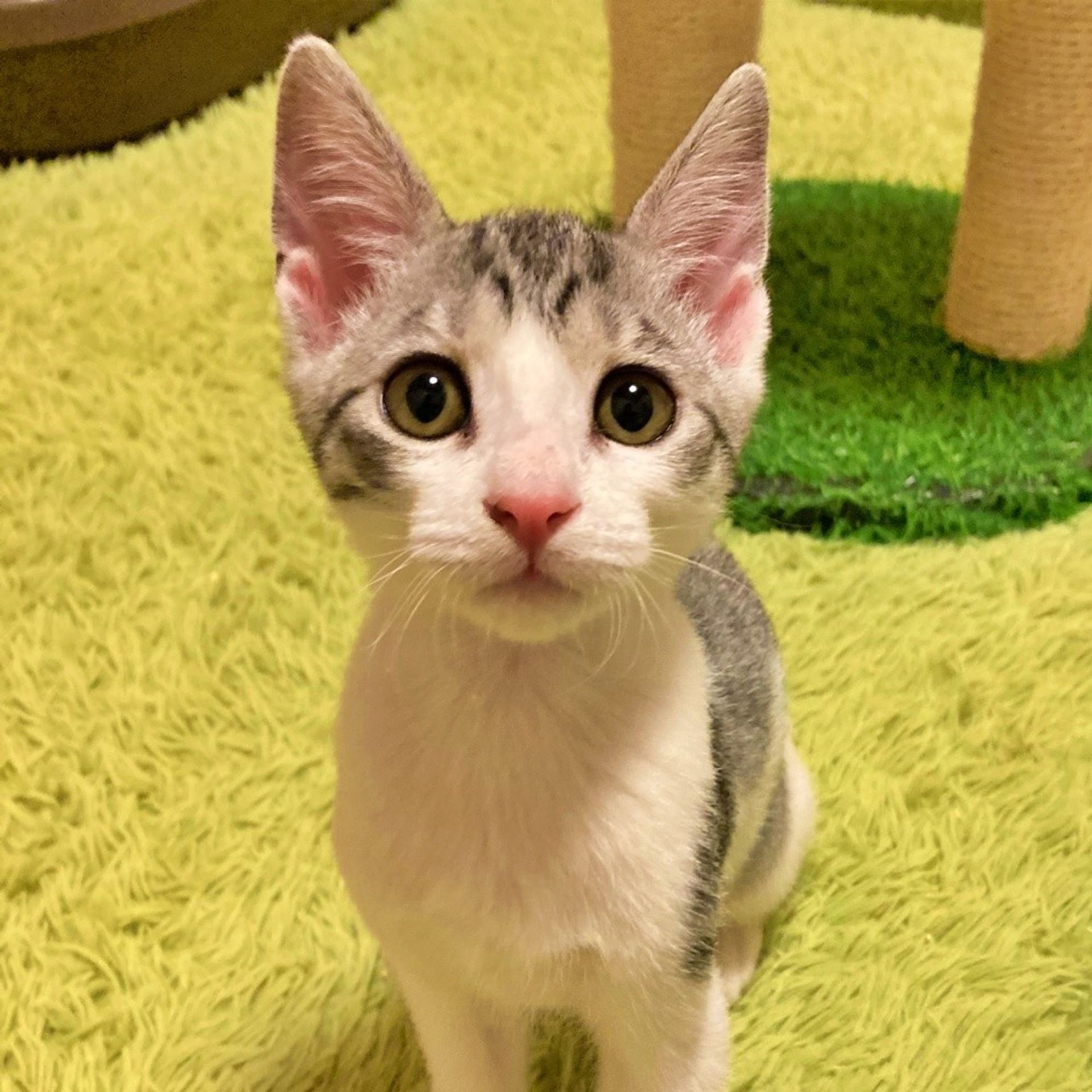 雑種（ミックス猫）・メスの里親募集の写真