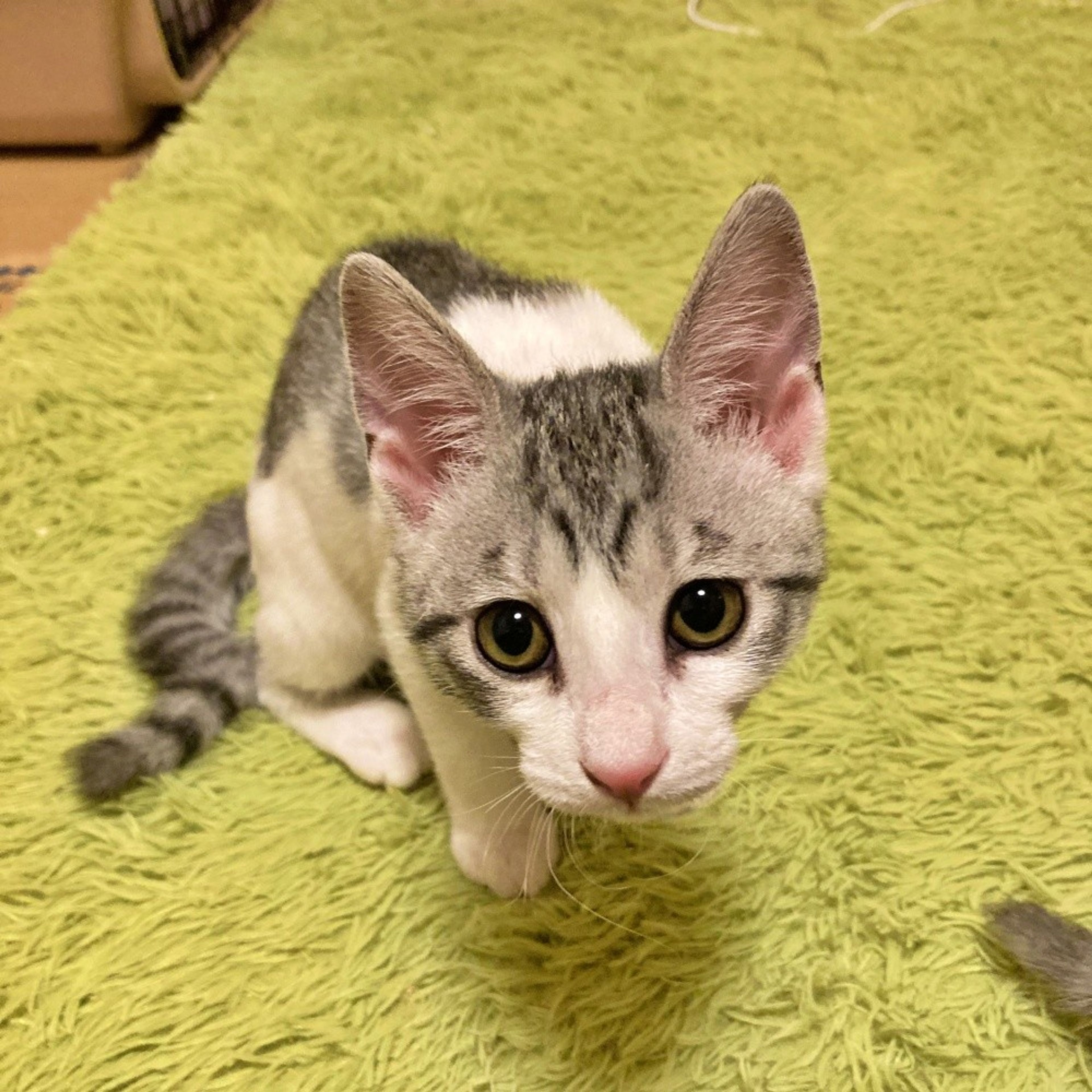 pet-image-2