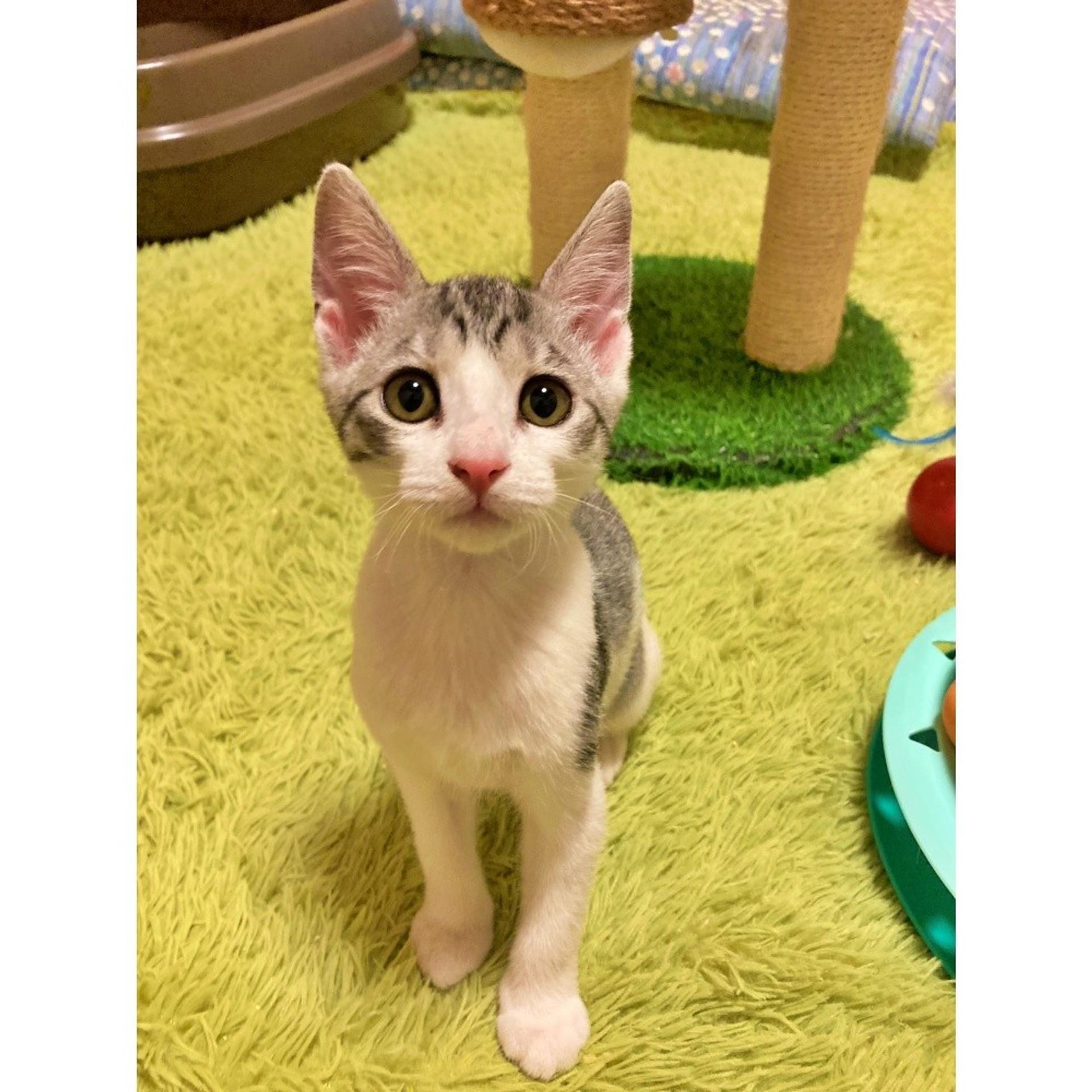 pet-image-4