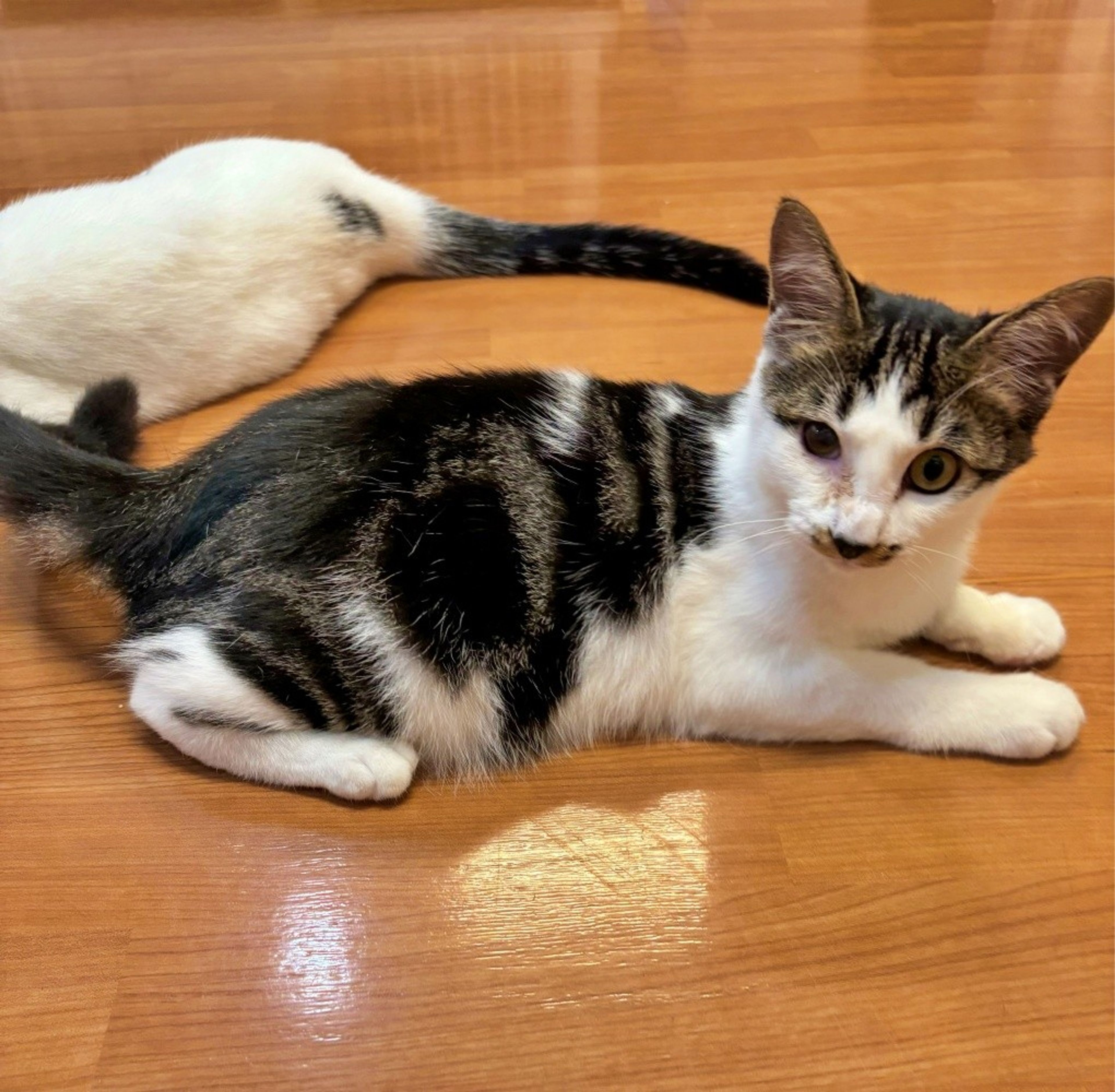 pet-image-2