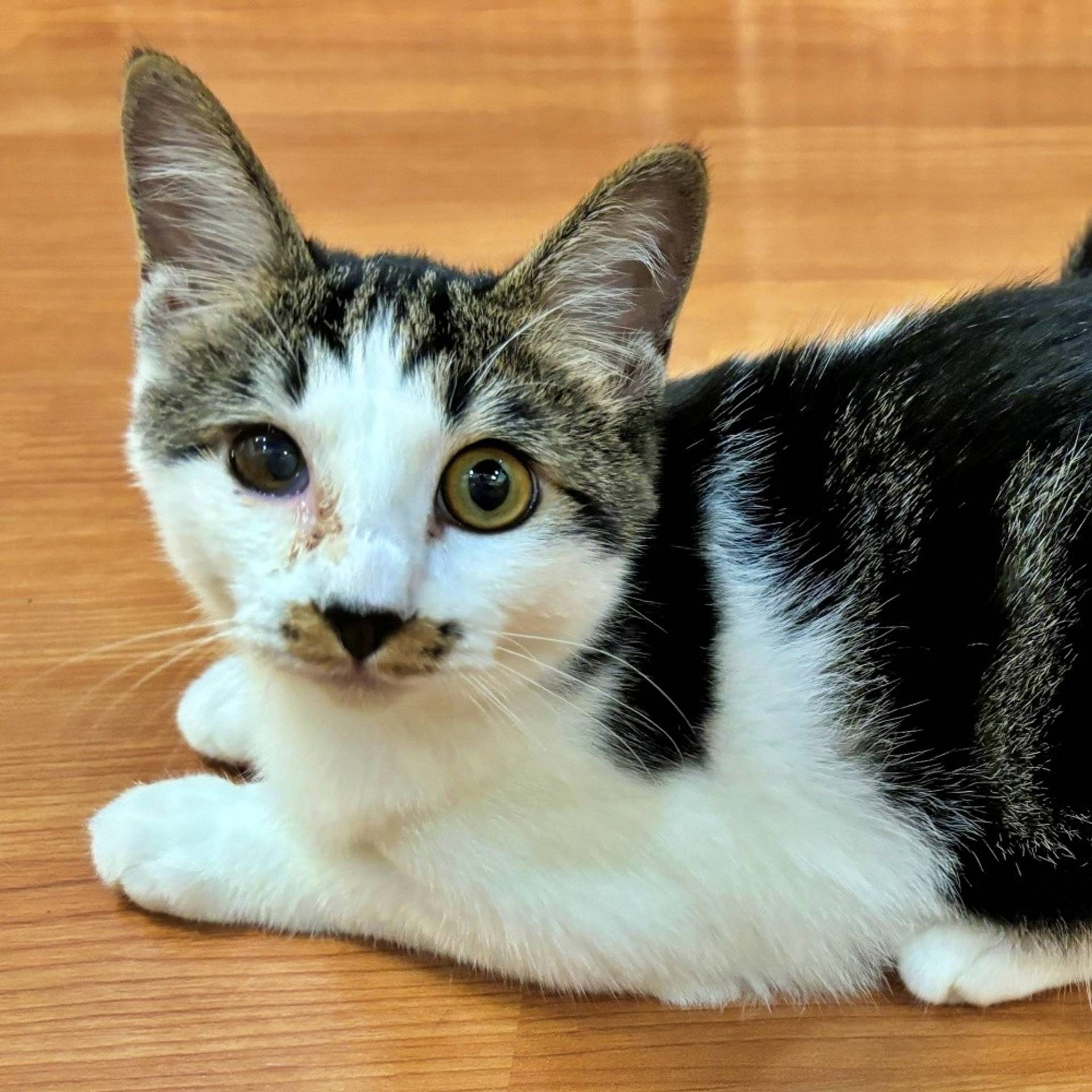 雑種（ミックス猫）・オスの里親募集の写真