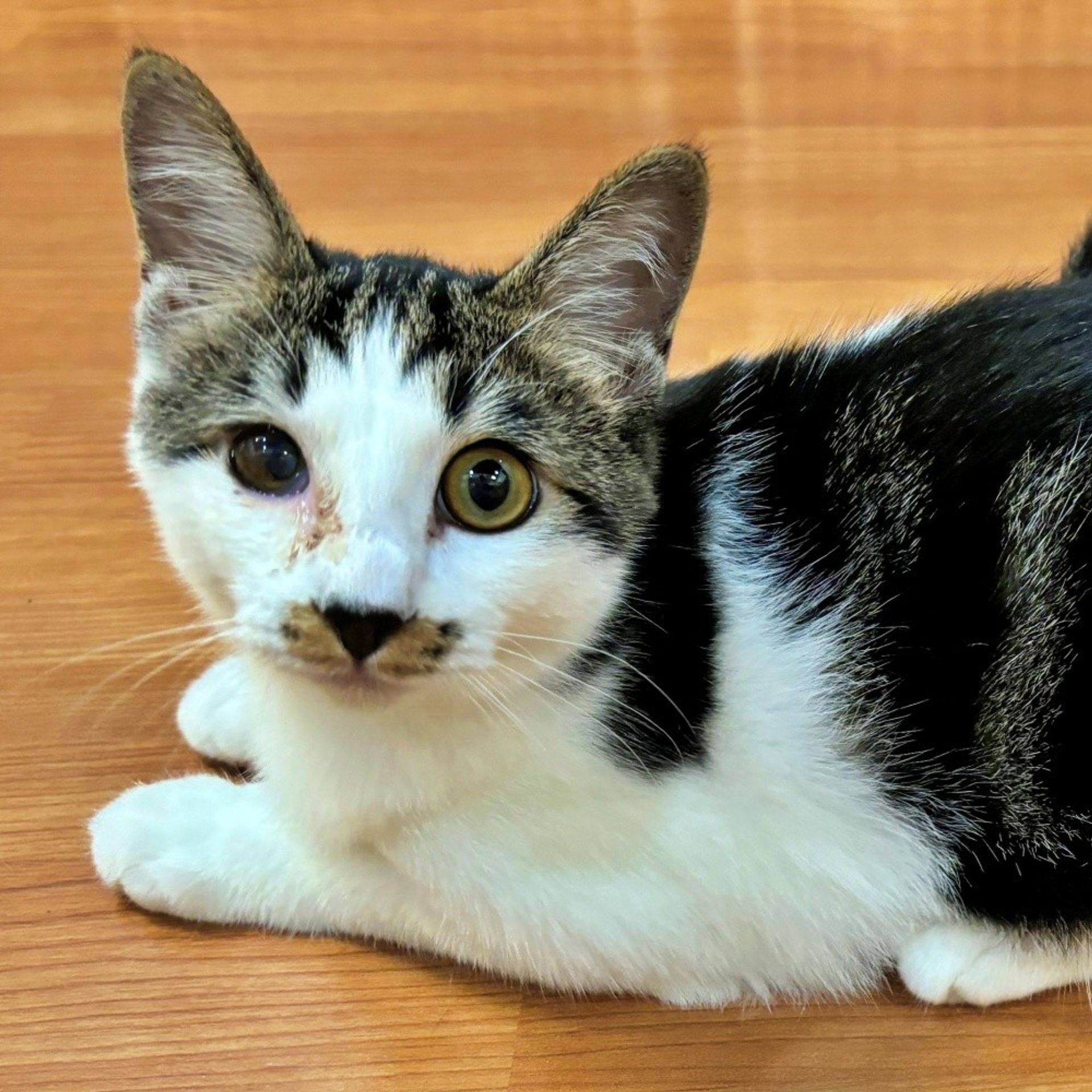 雑種（ミックス猫）・オスの里親募集の写真