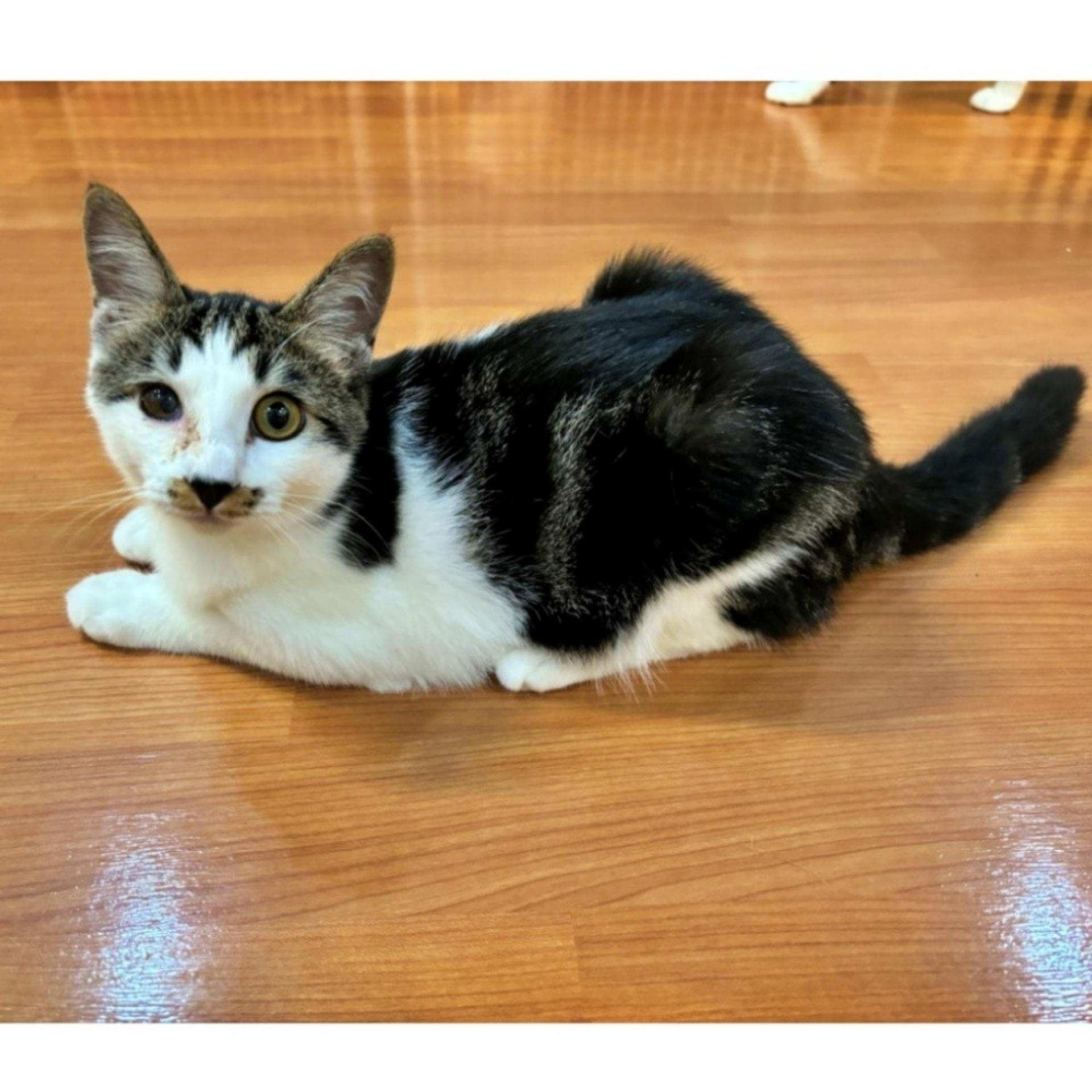 pet-image-7