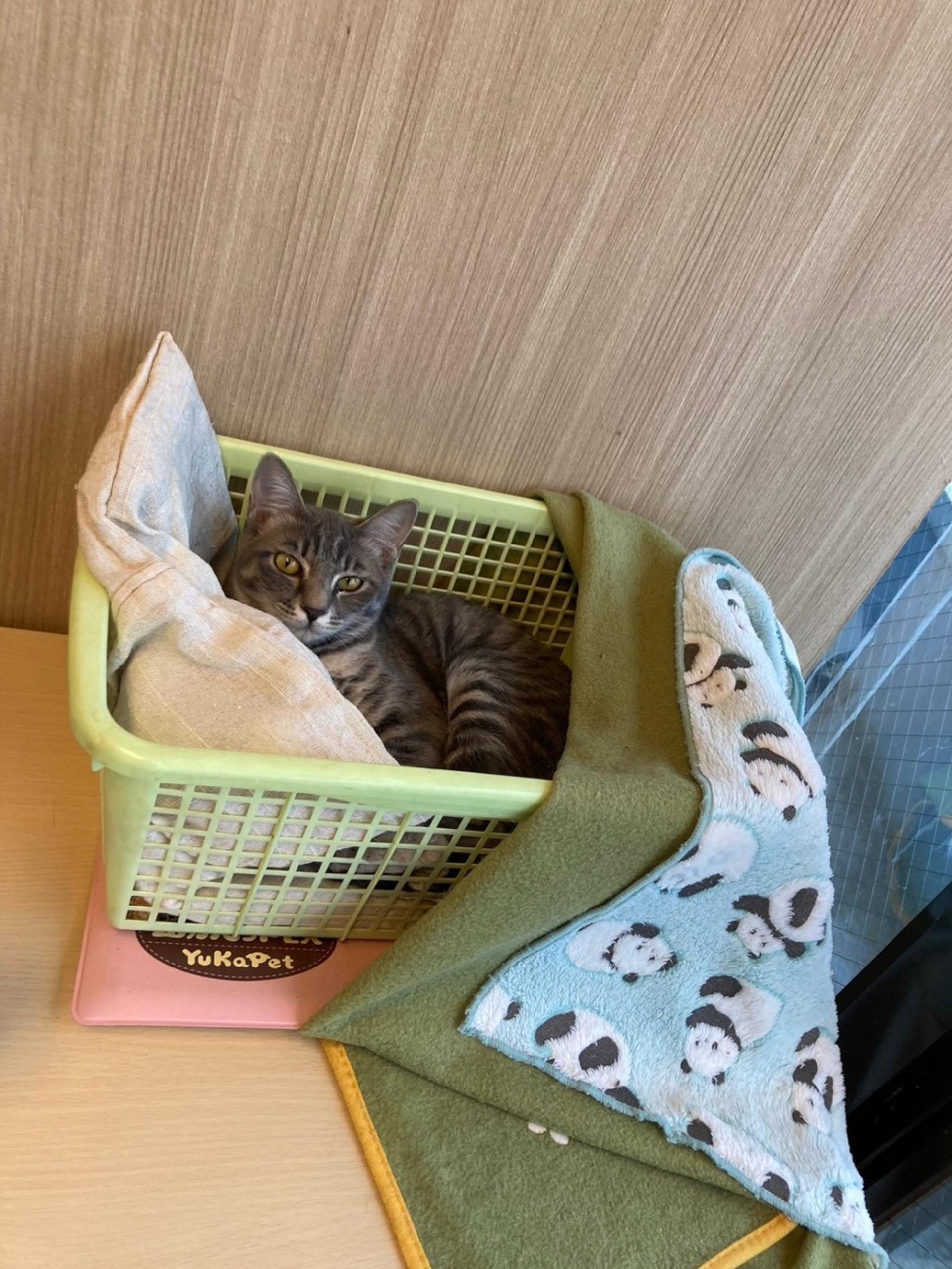 pet-image-6