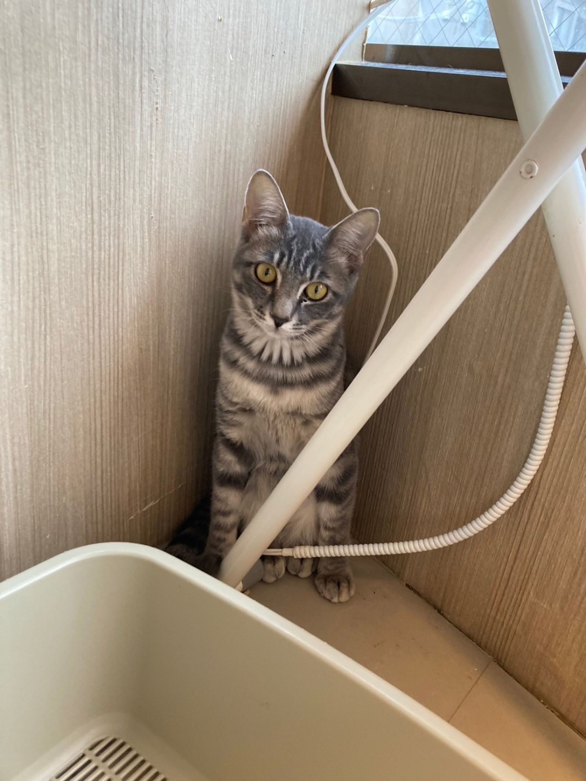 雑種（ミックス猫）・メスの里親募集の写真