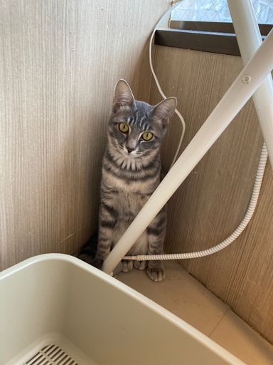 ひまり