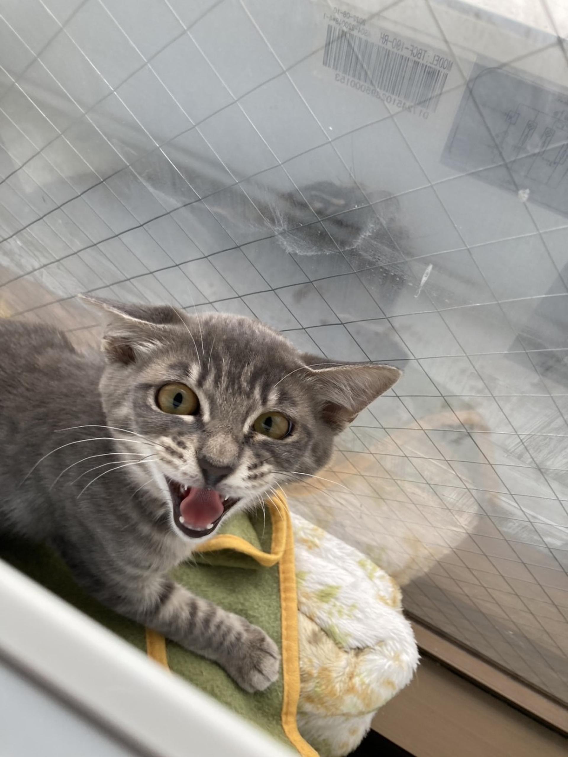 pet-image-10