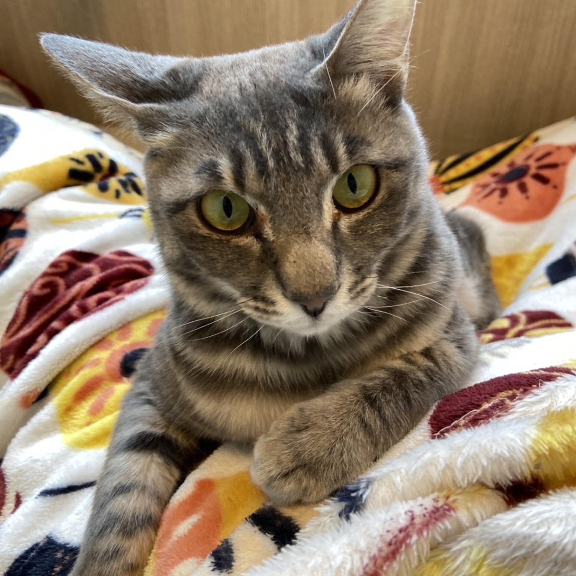pet-image-4