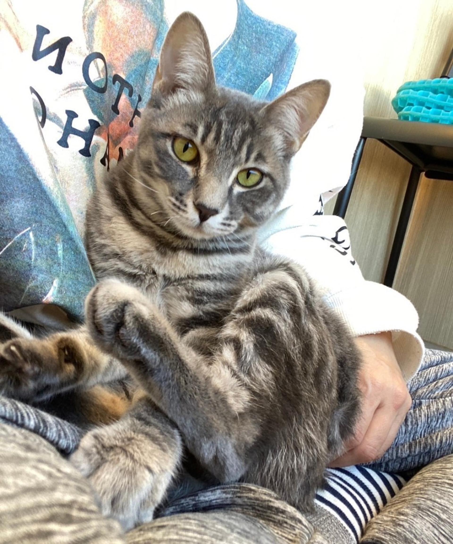 pet-image-5