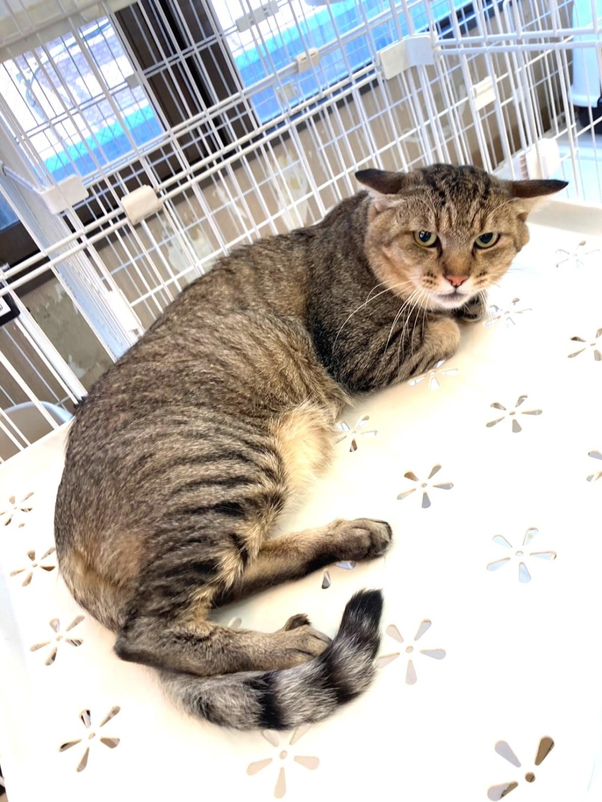 pet-image-4