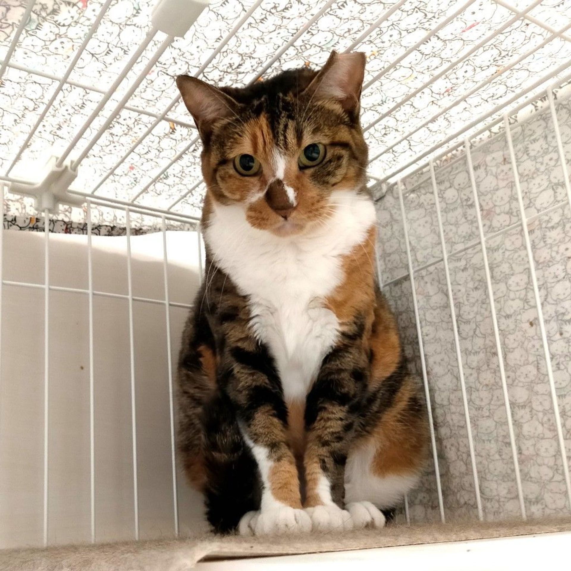 雑種（ミックス猫）・メスの里親募集の写真