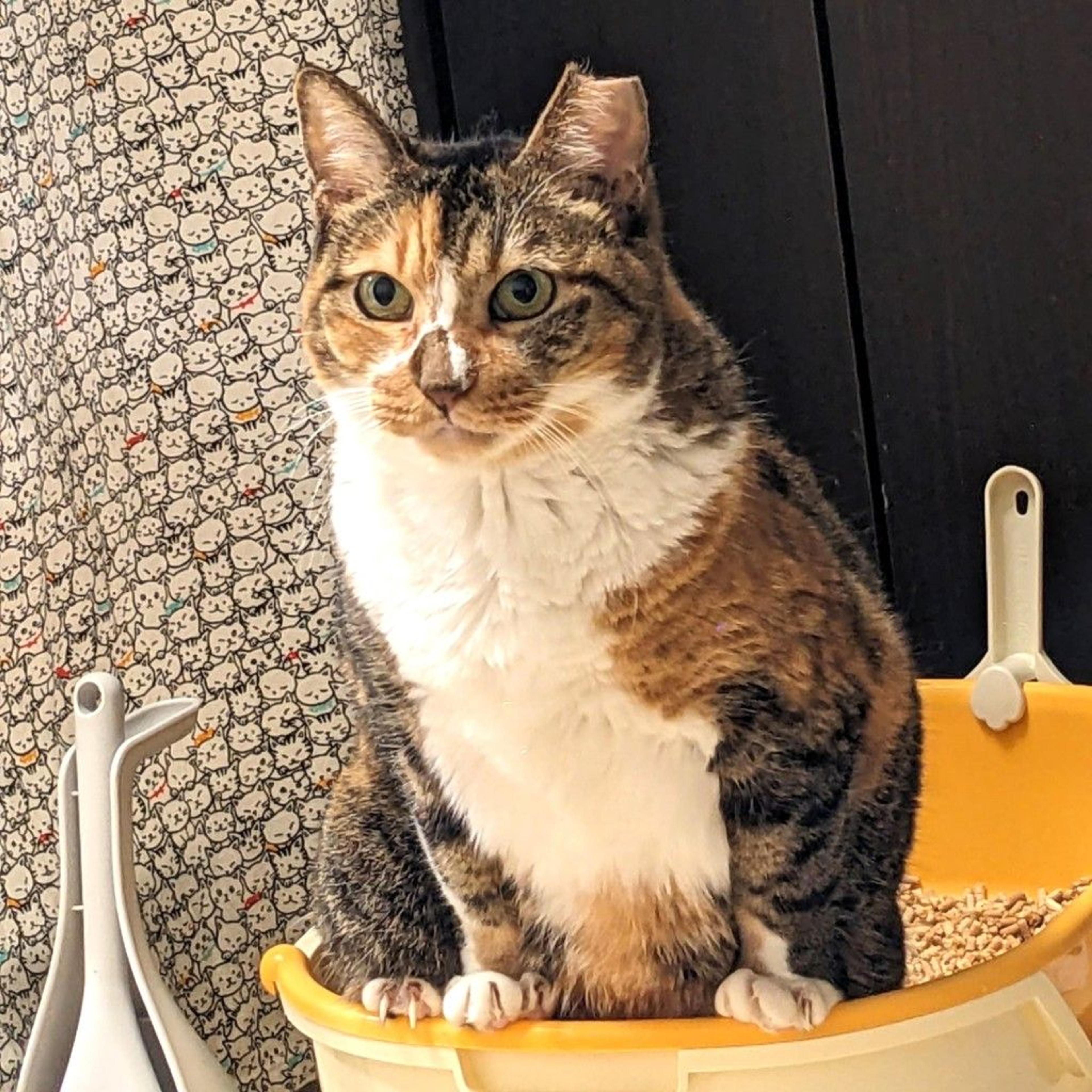 pet-image-2