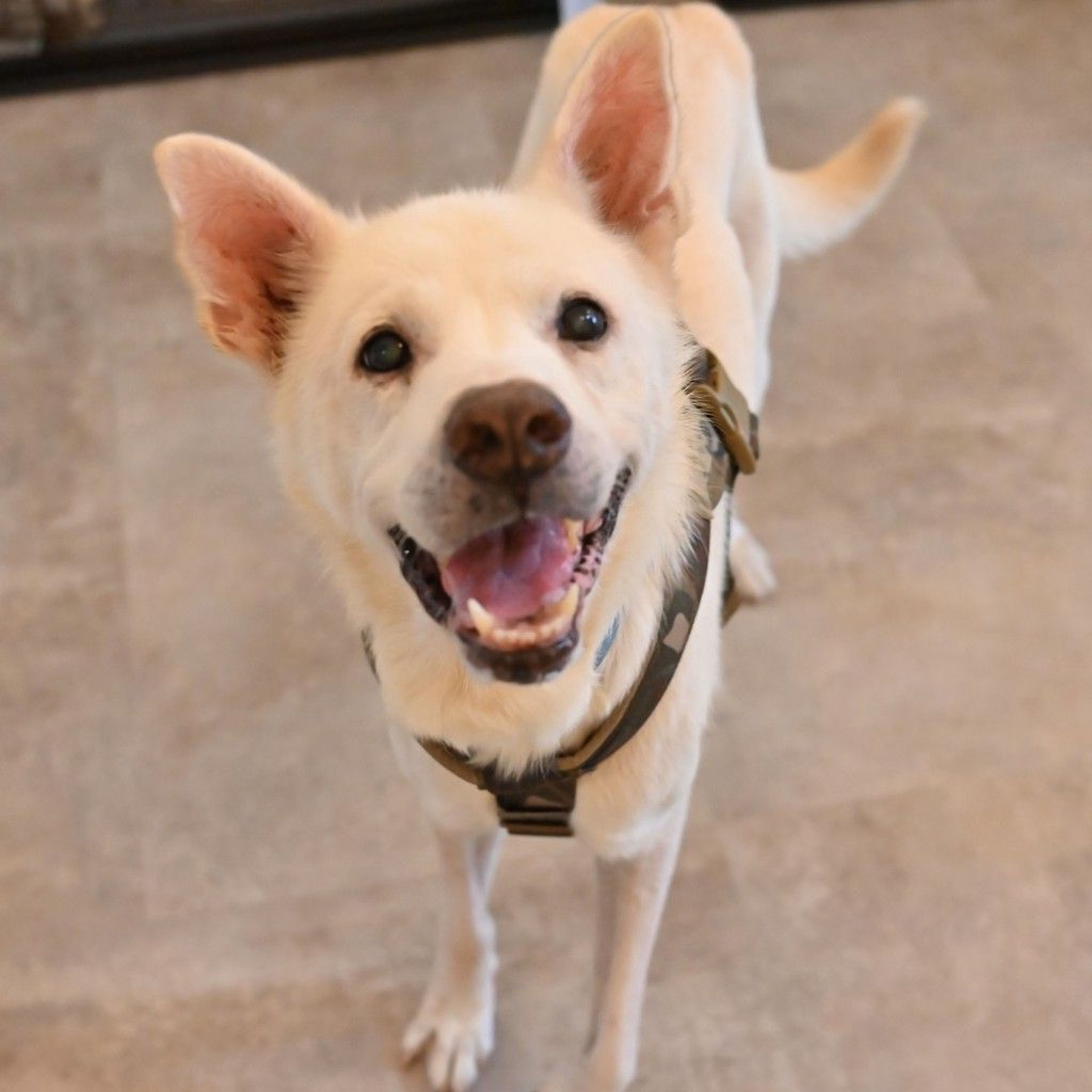 雑種（ミックス犬）・オスの里親募集の写真