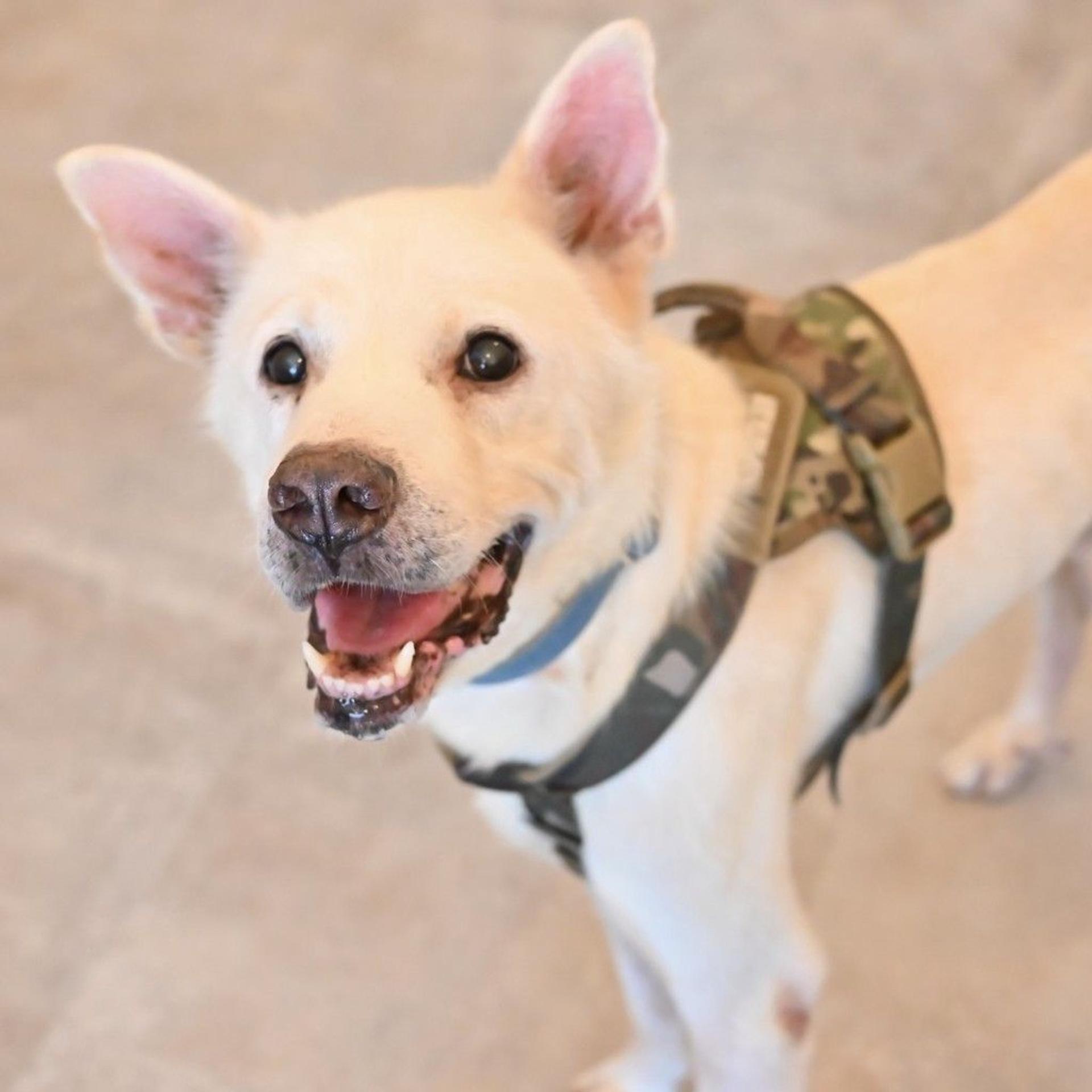 pet-image-2