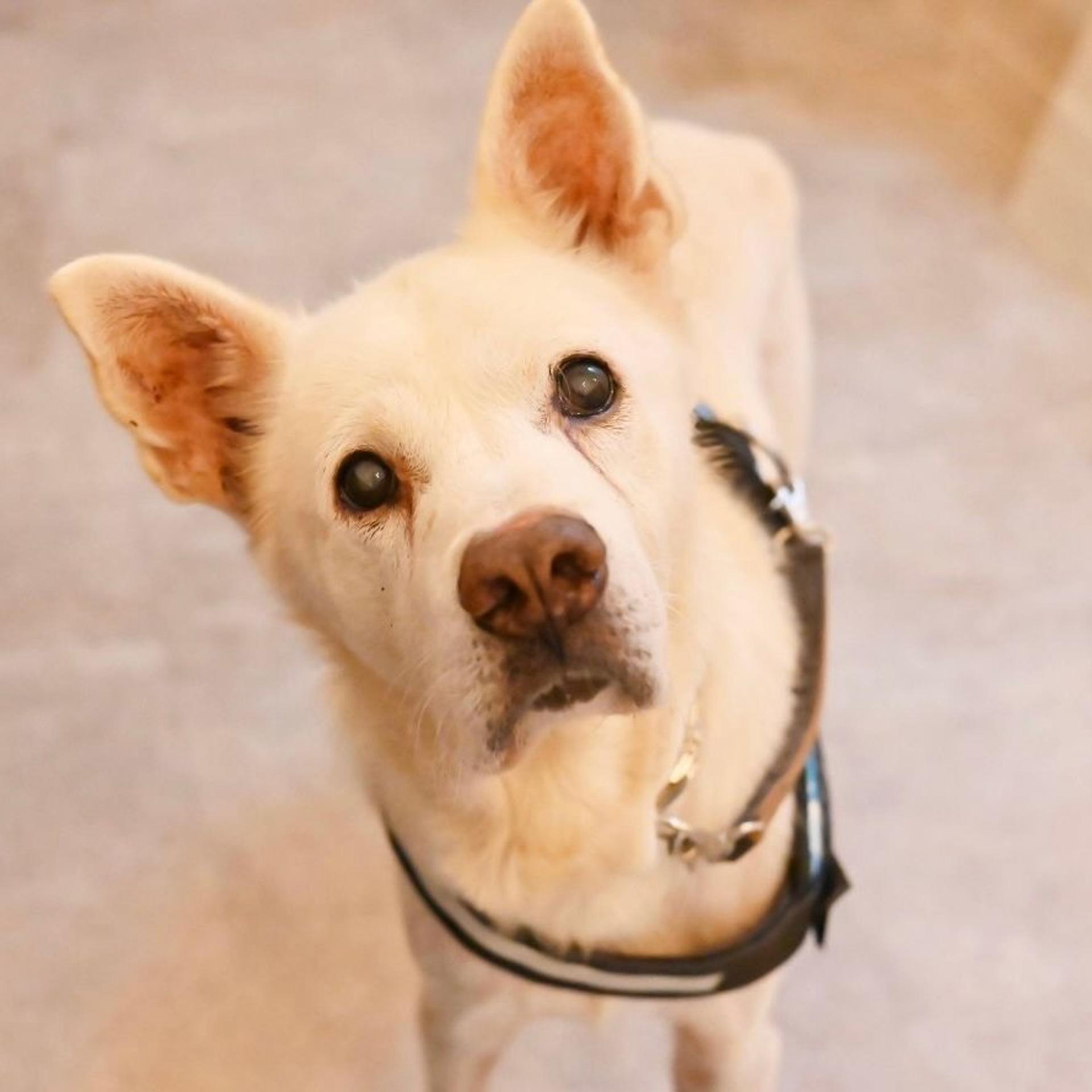 pet-image-5