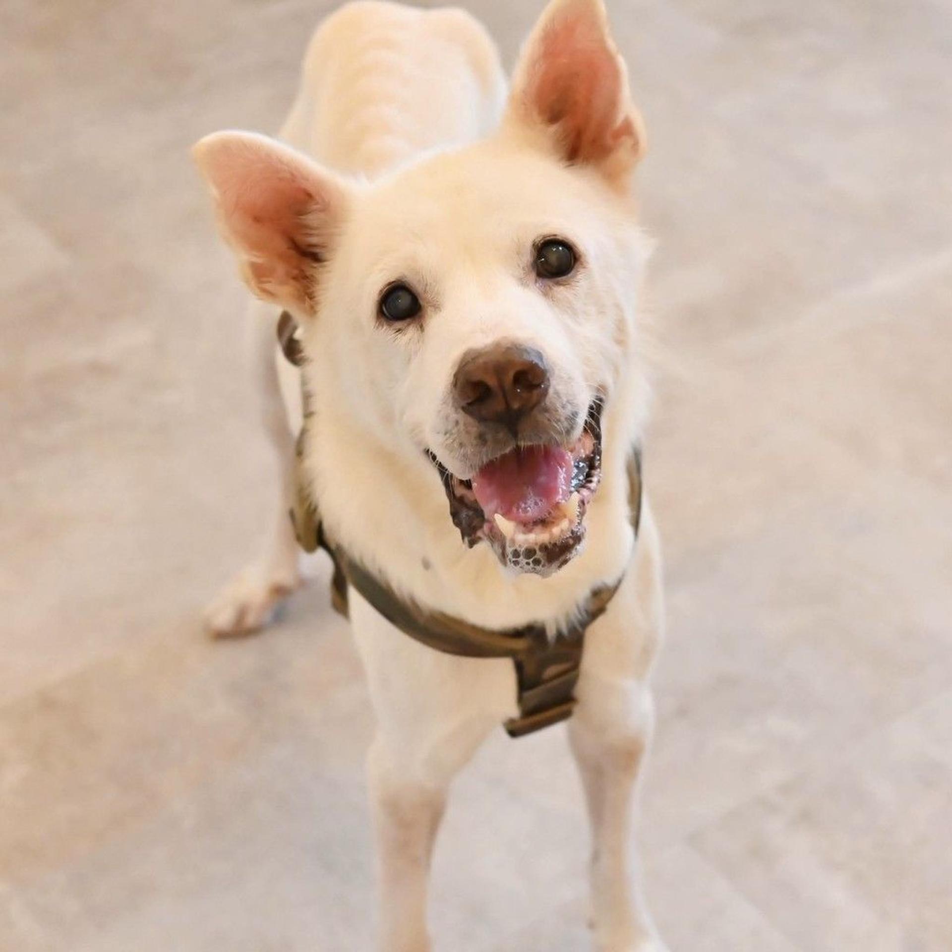 pet-image-6