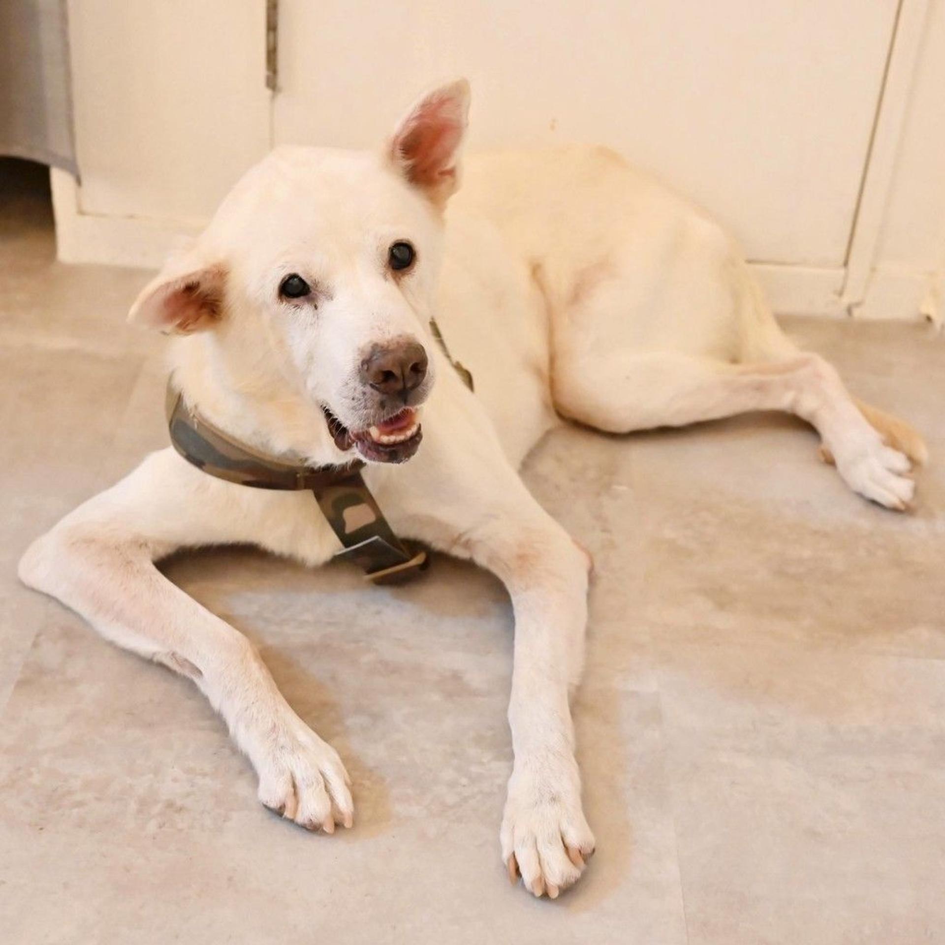 pet-image-7