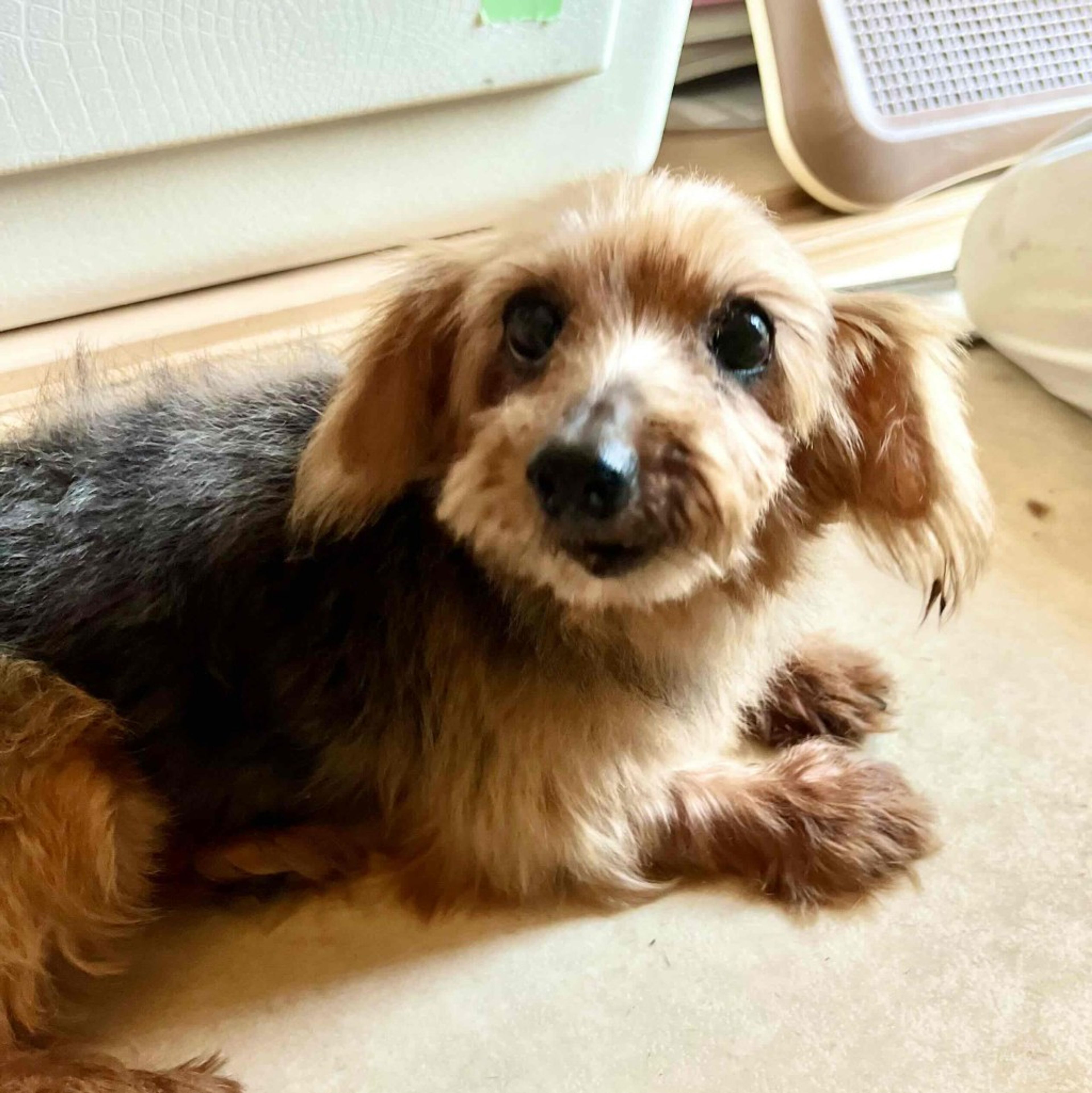 pet-image-2