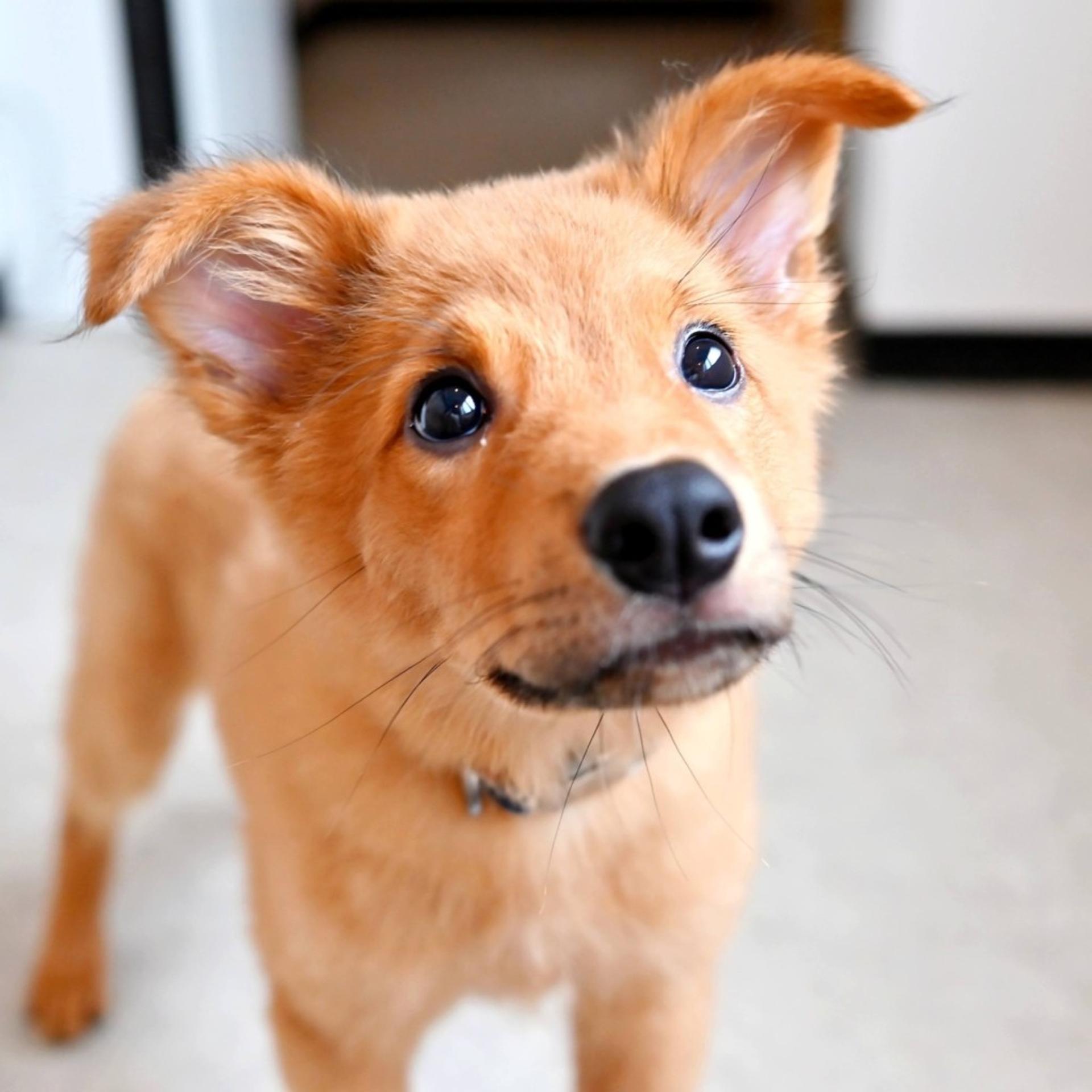 pet-image-7