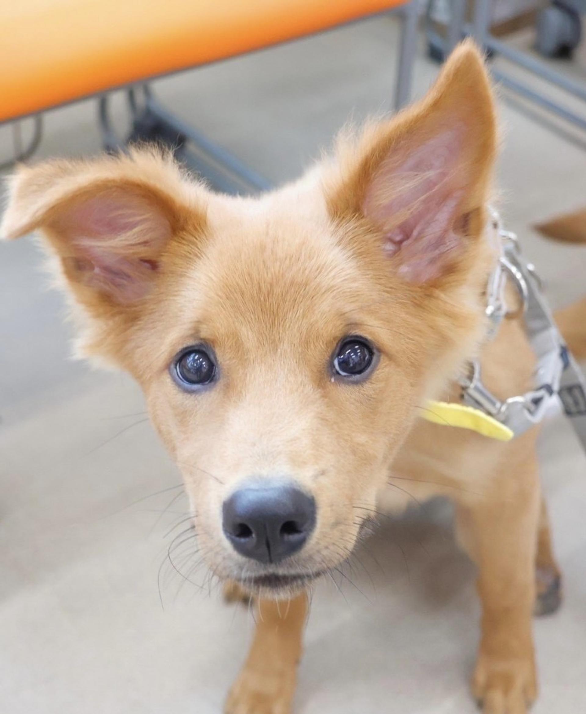 pet-image-2
