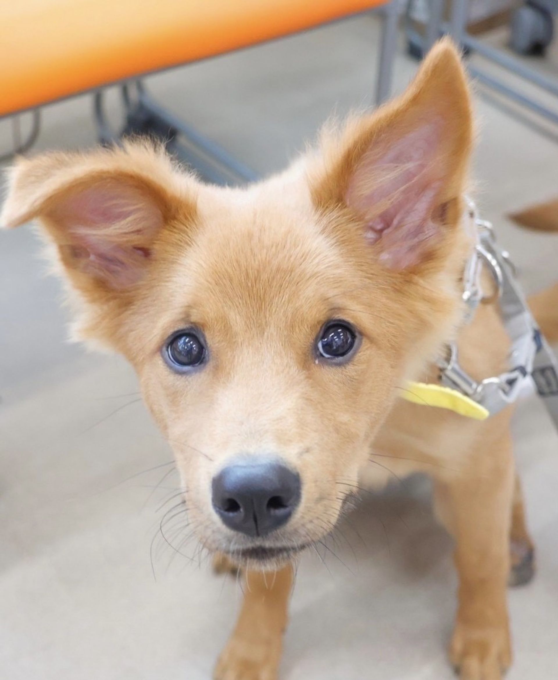 雑種（ミックス犬）・メスの里親募集の写真