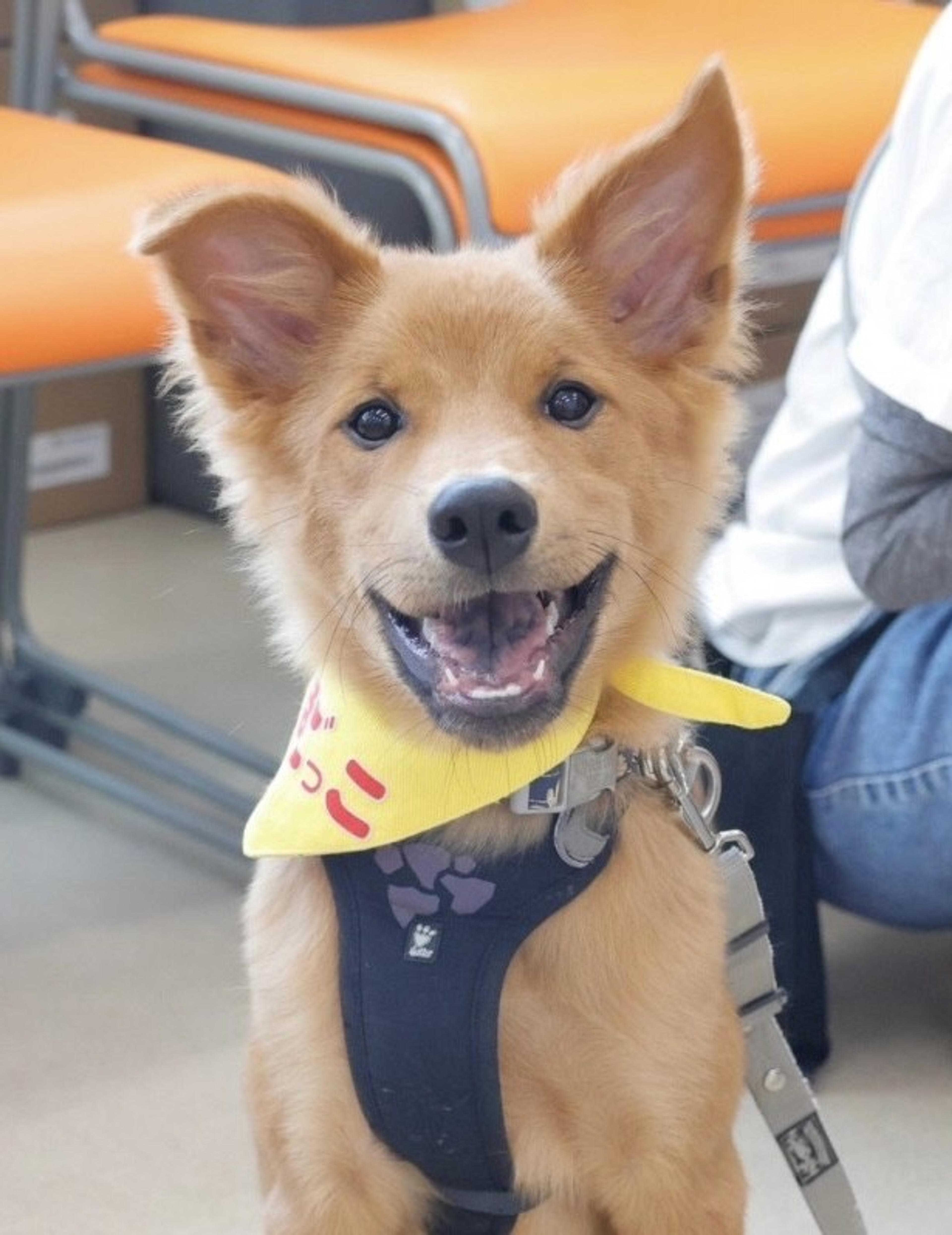pet-image-4