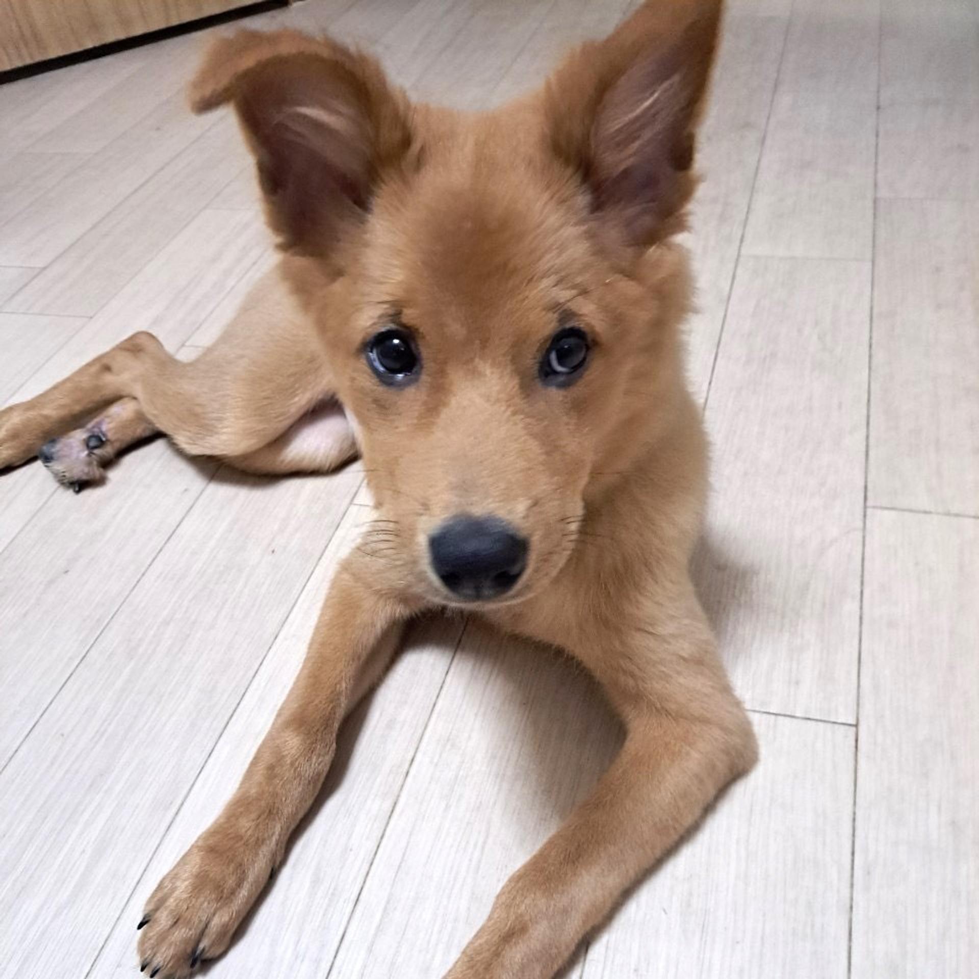 pet-image-10