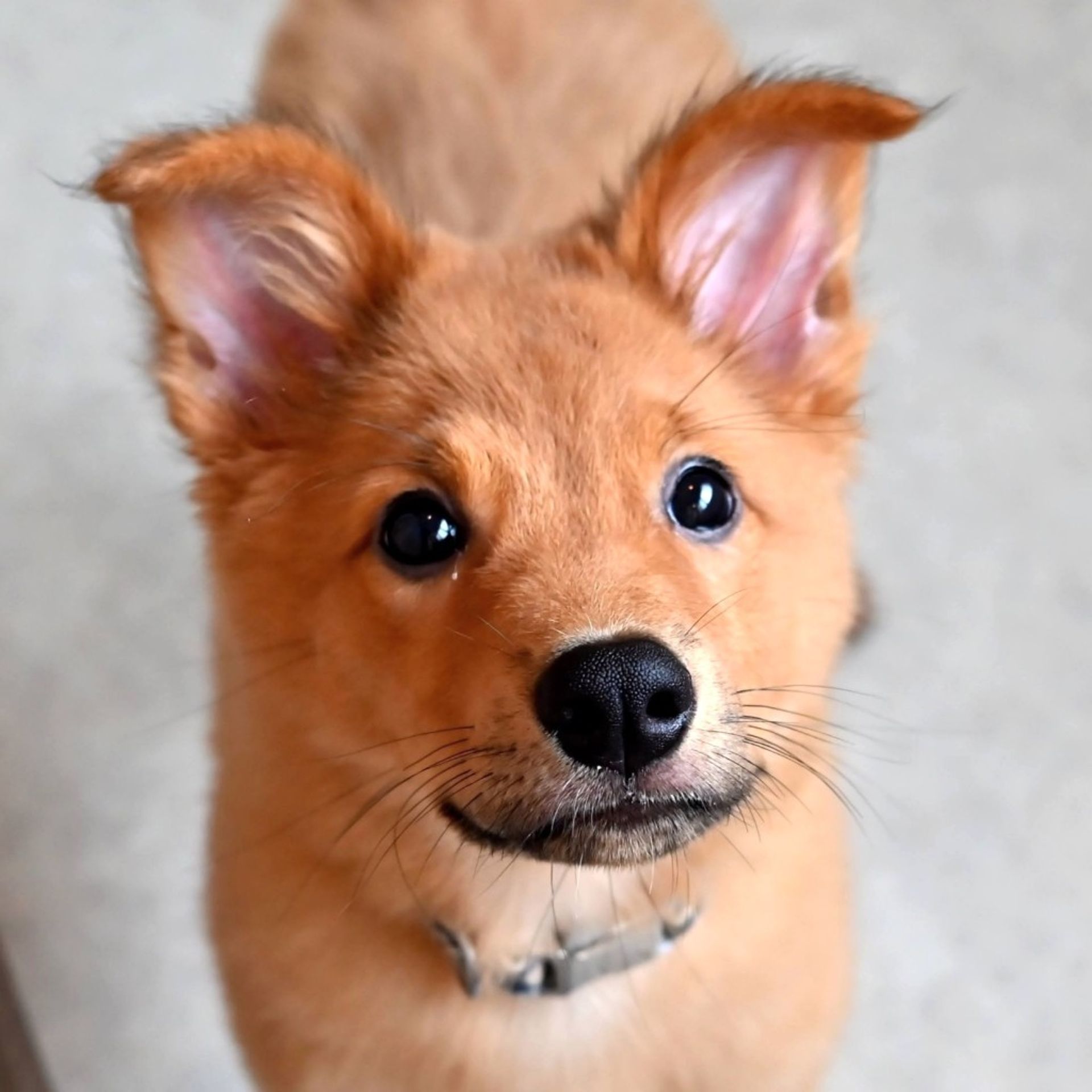 雑種（ミックス犬）・メスの里親募集の写真