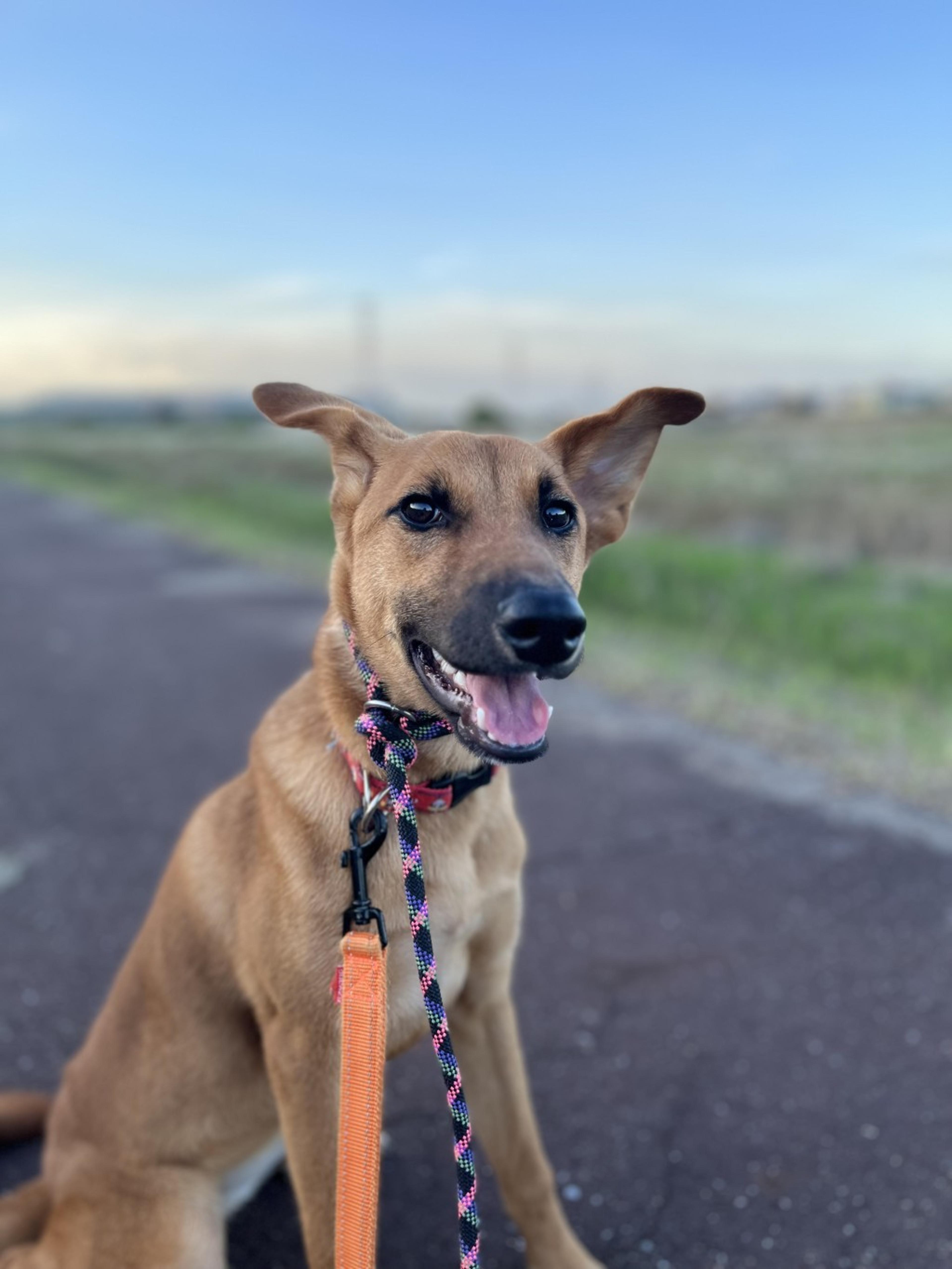 pet-image-3