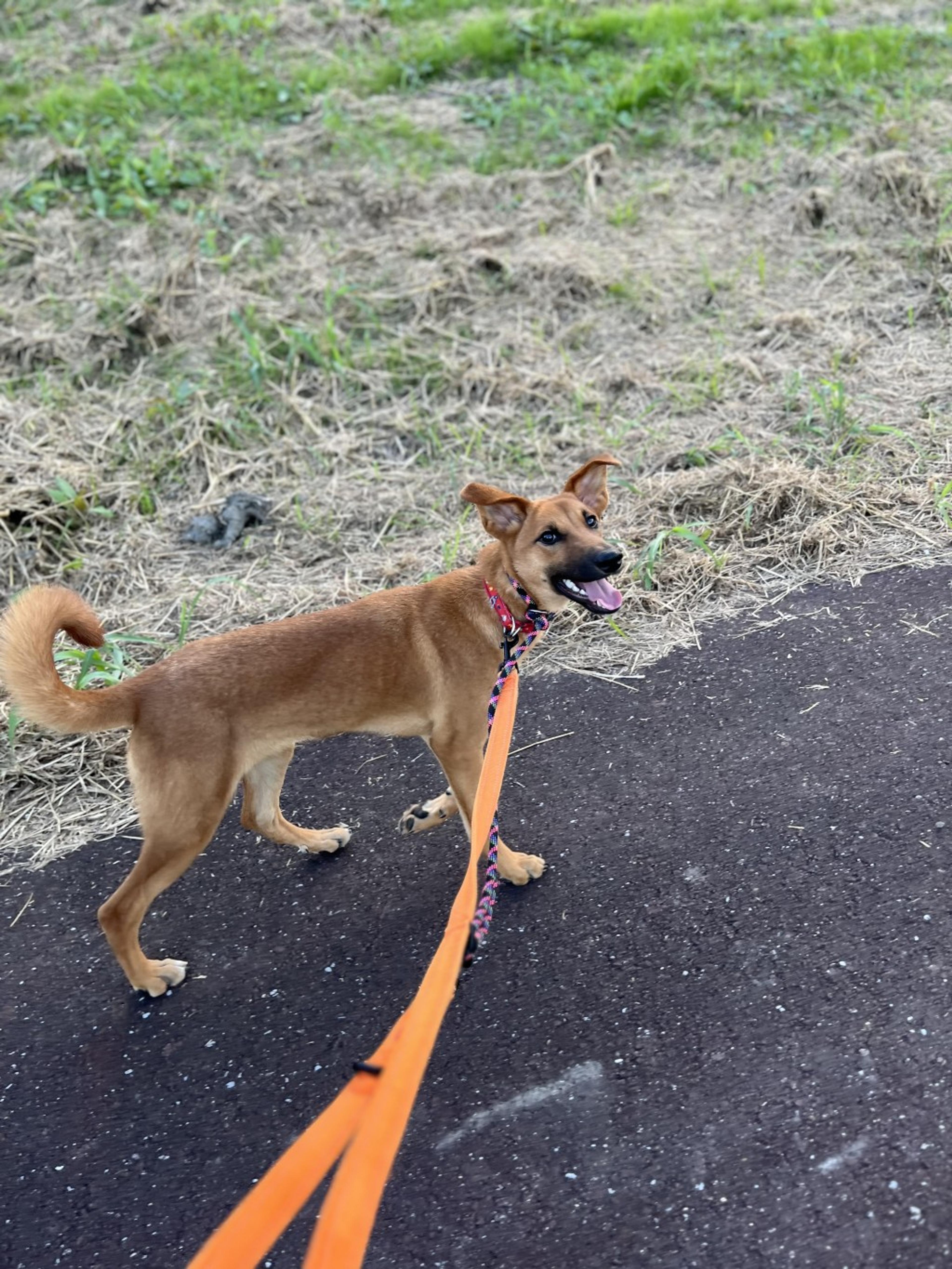 pet-image-4