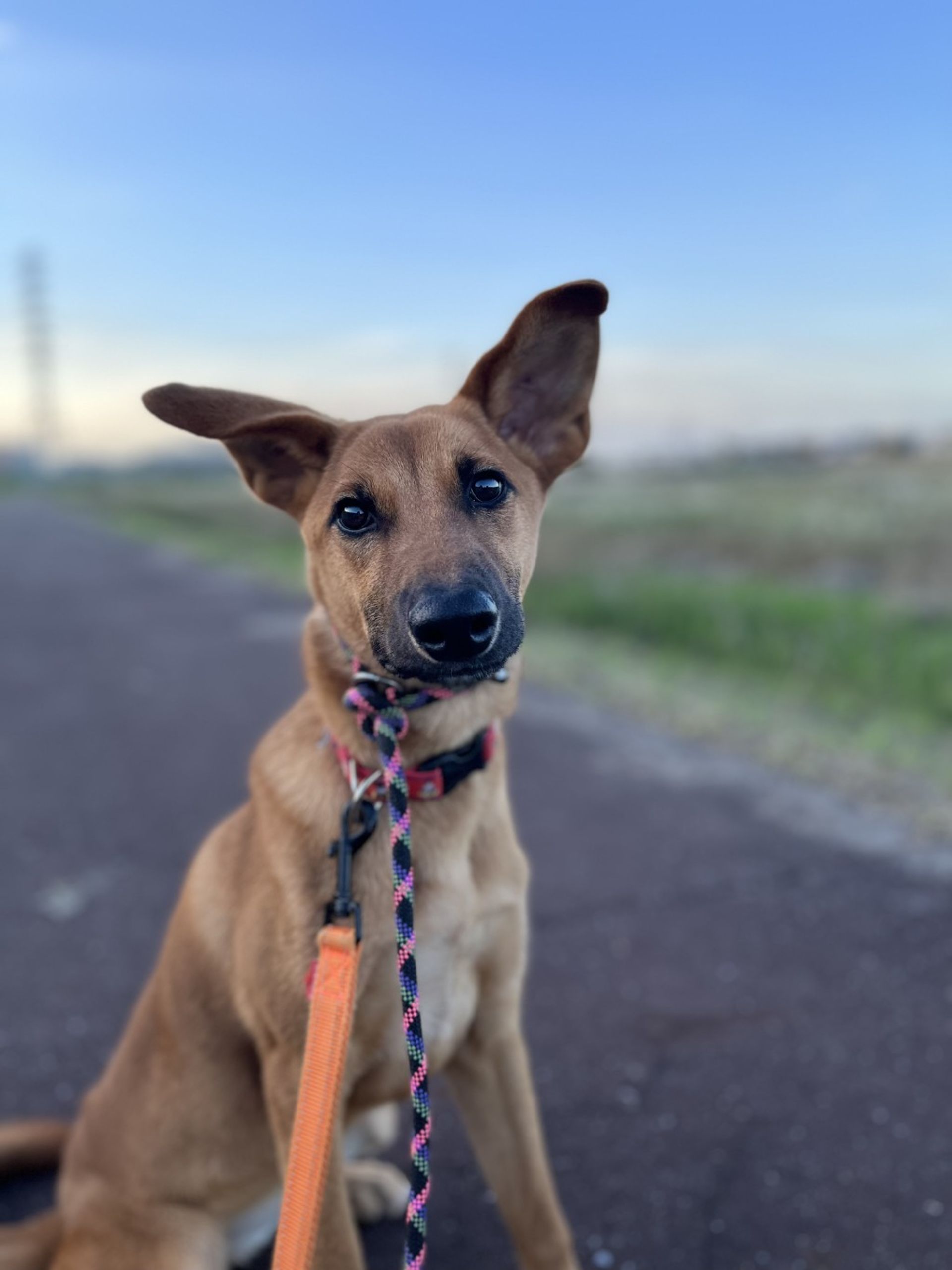 雑種（ミックス犬）・メスの里親募集の写真