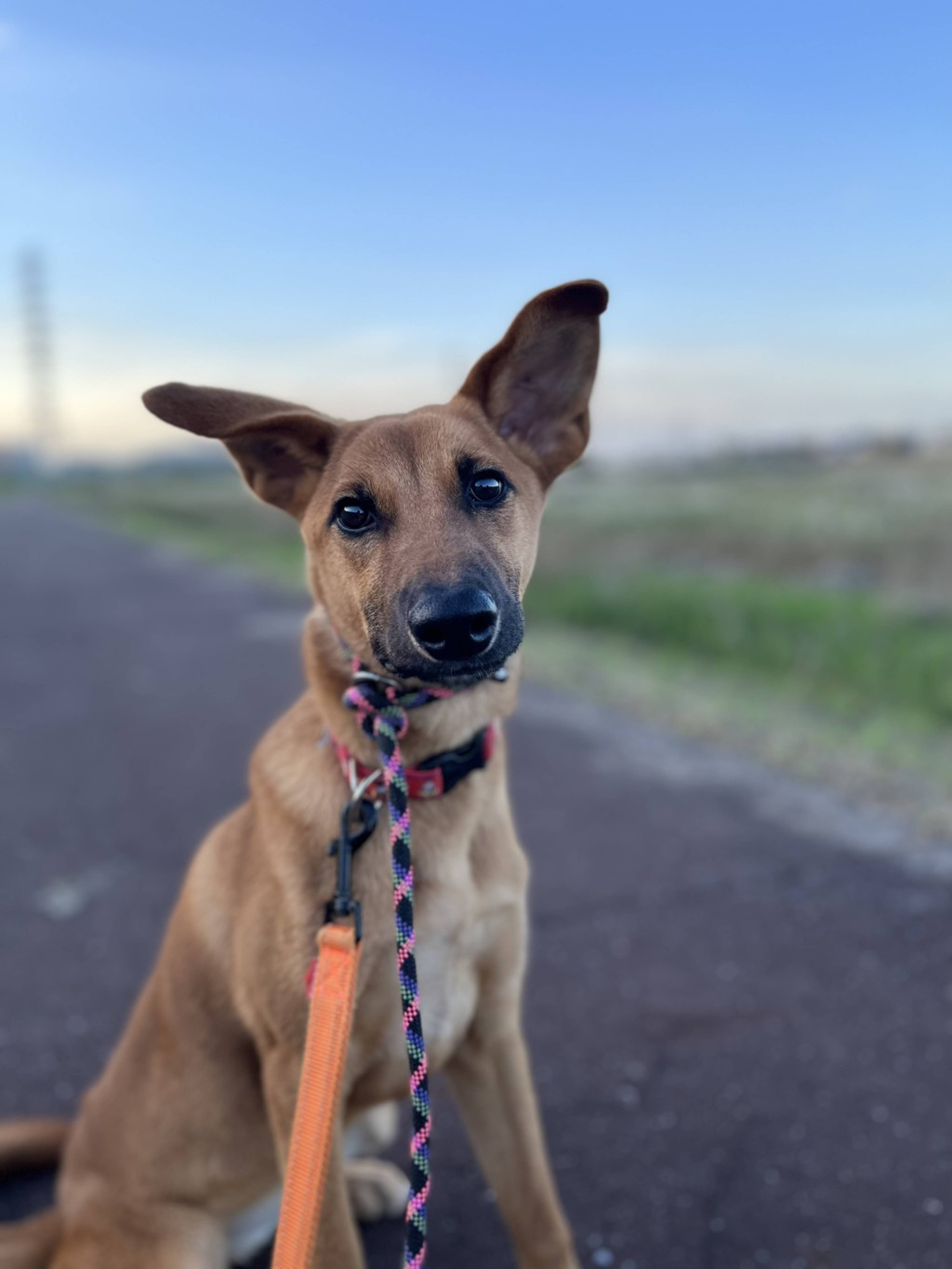 雑種（ミックス犬）・メスの里親募集の写真