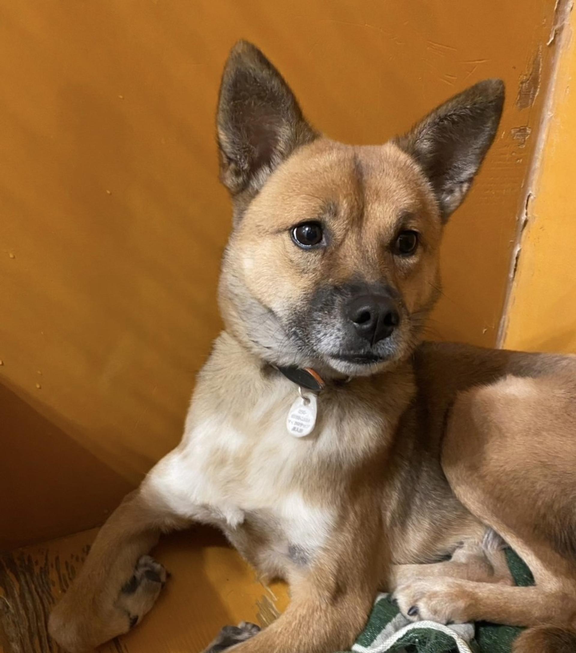 pet-image-3