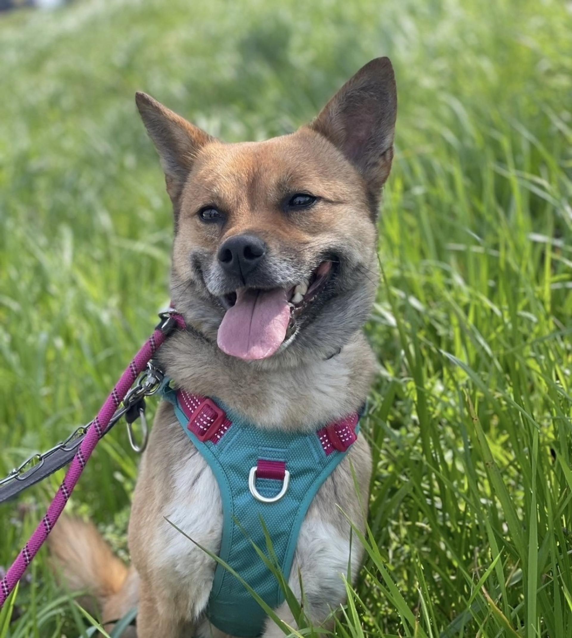 pet-image-5