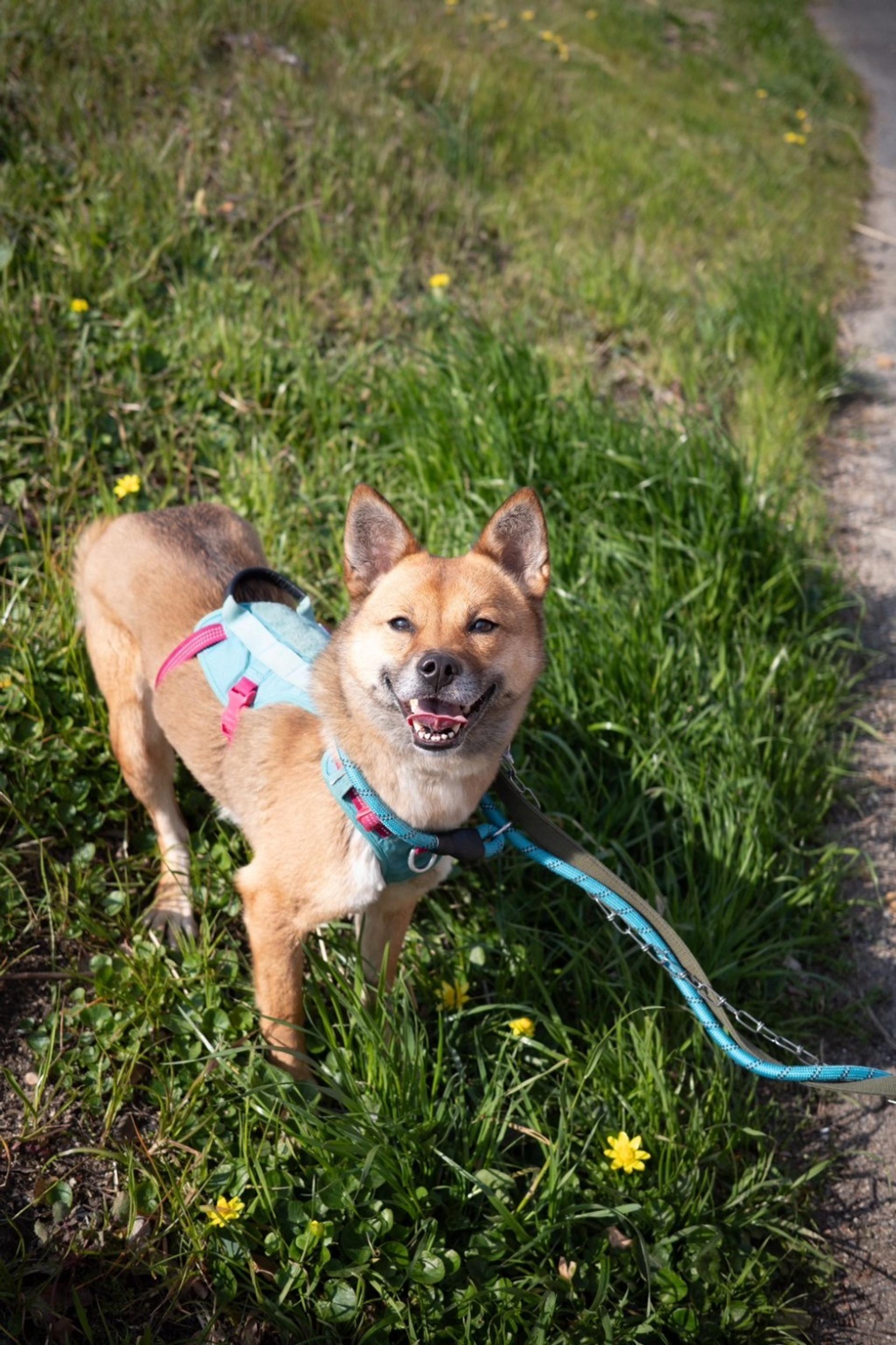 pet-image-4