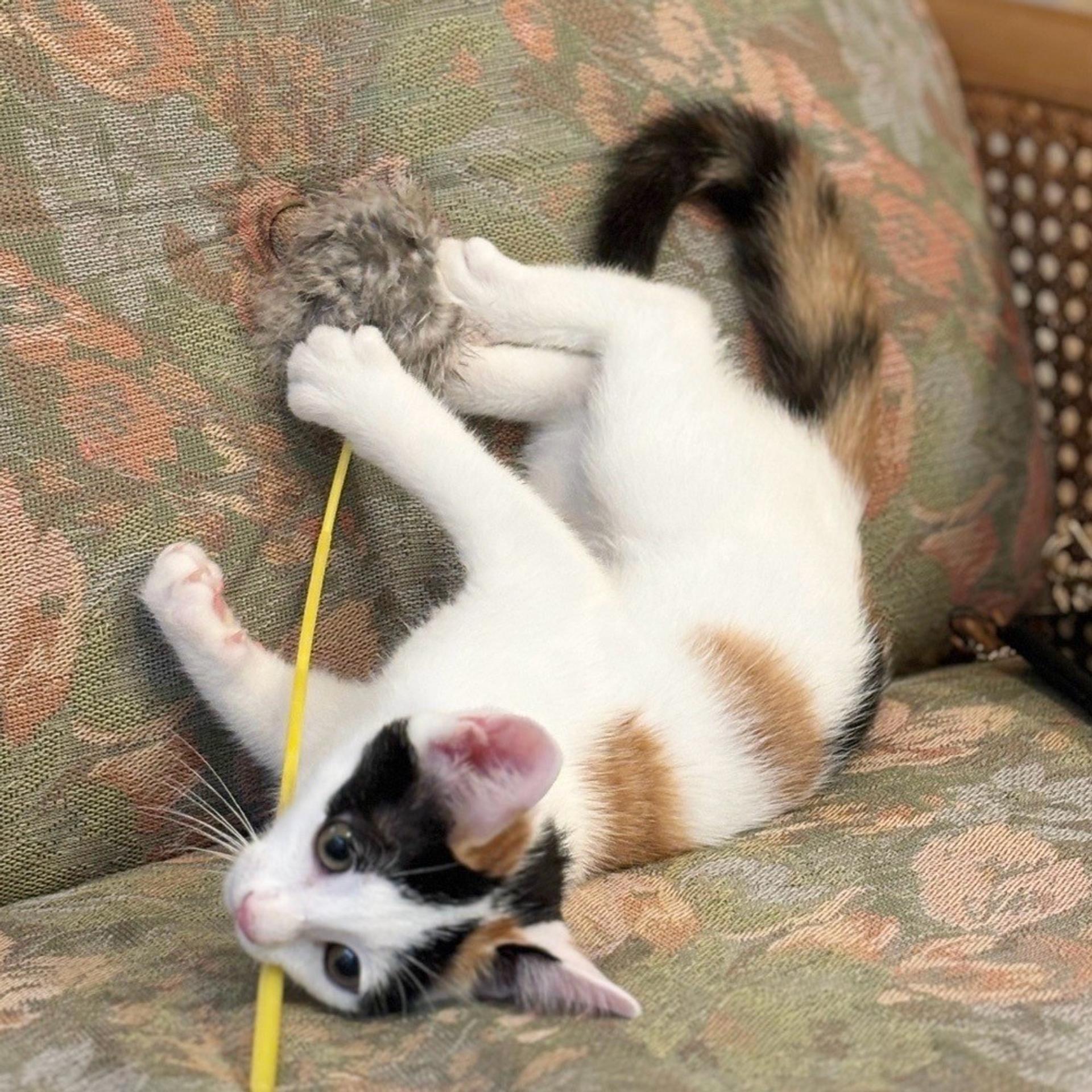 pet-image-5