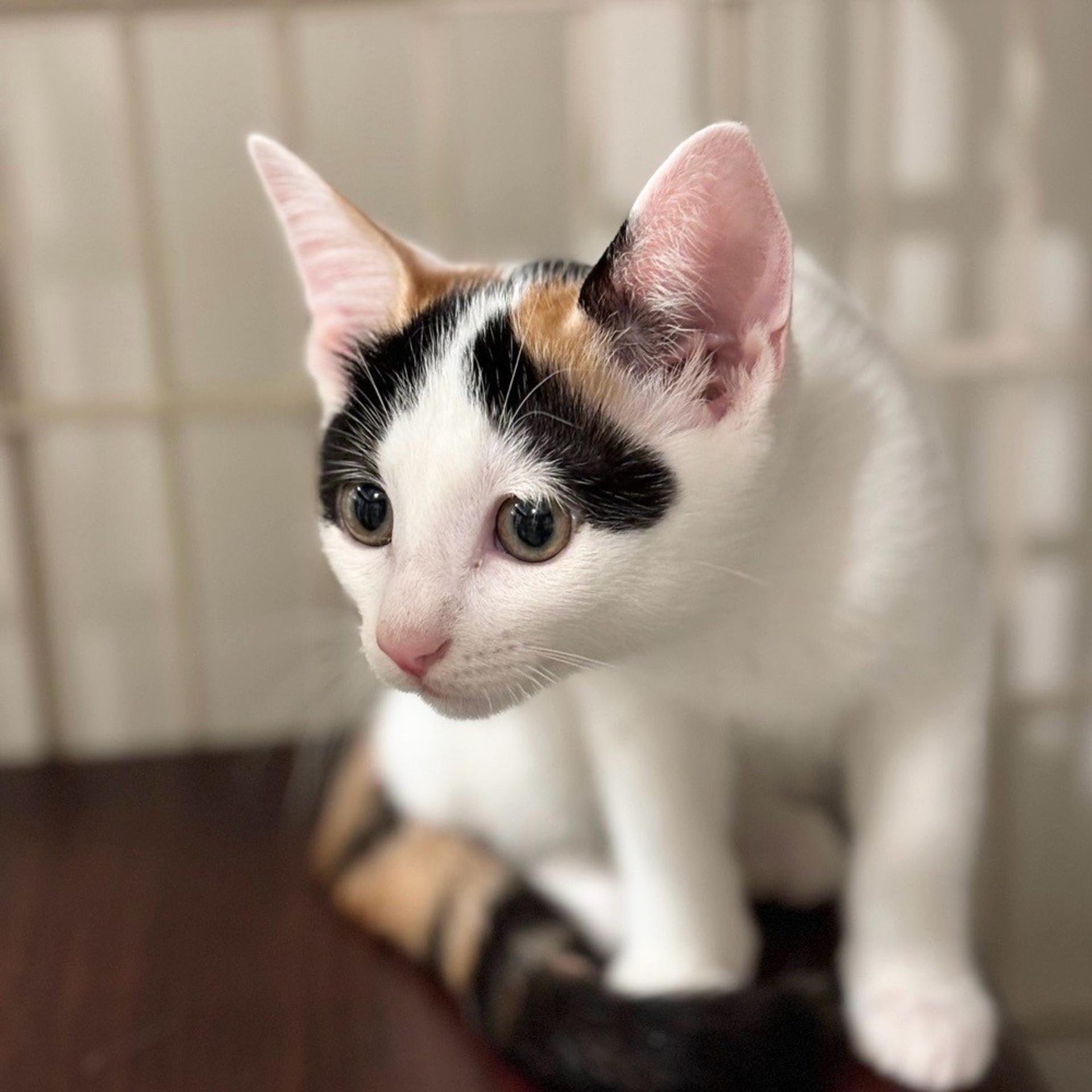 pet-image-2
