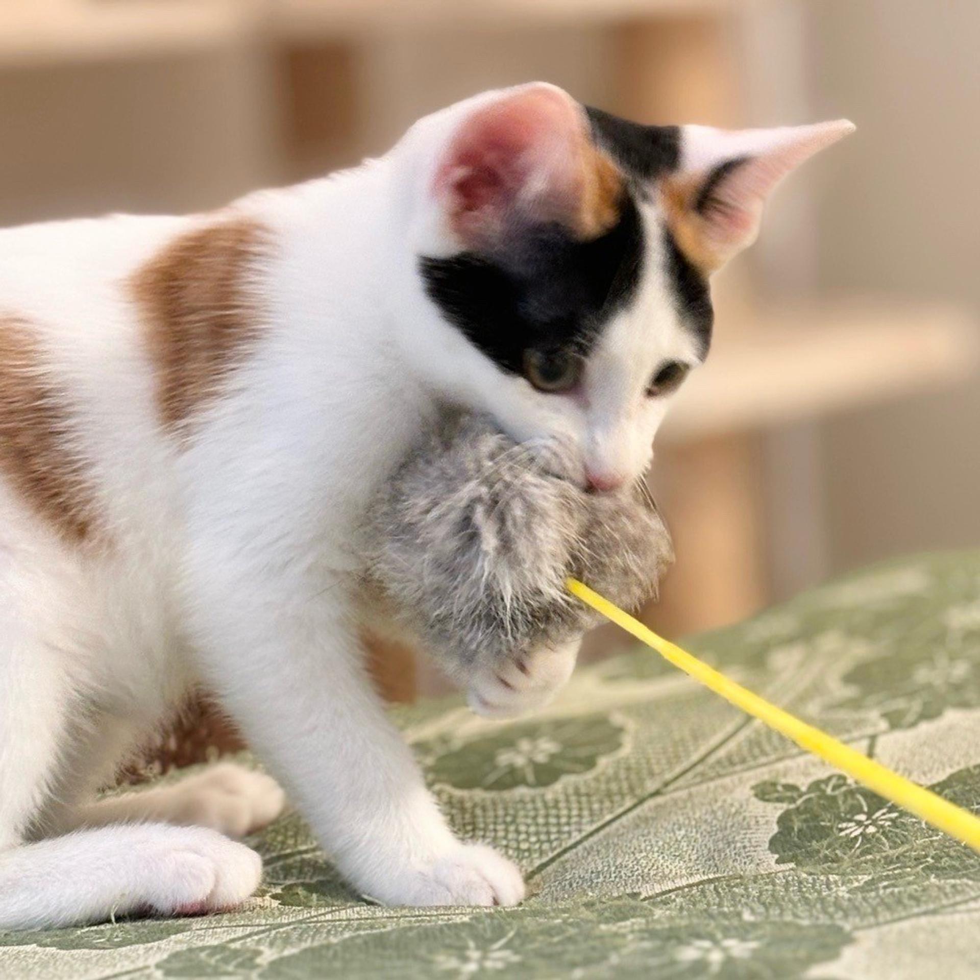 pet-image-3