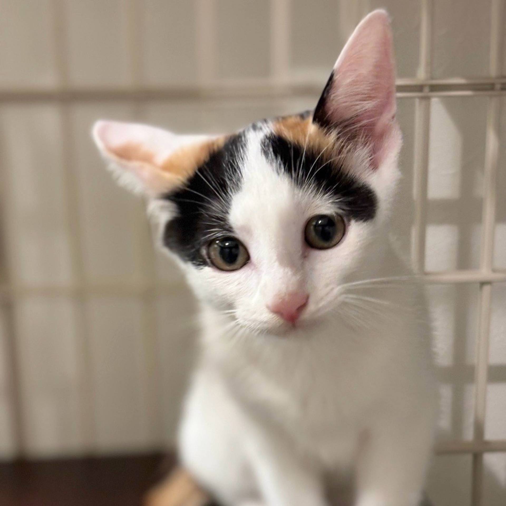 雑種（ミックス猫）・メスの里親募集の写真