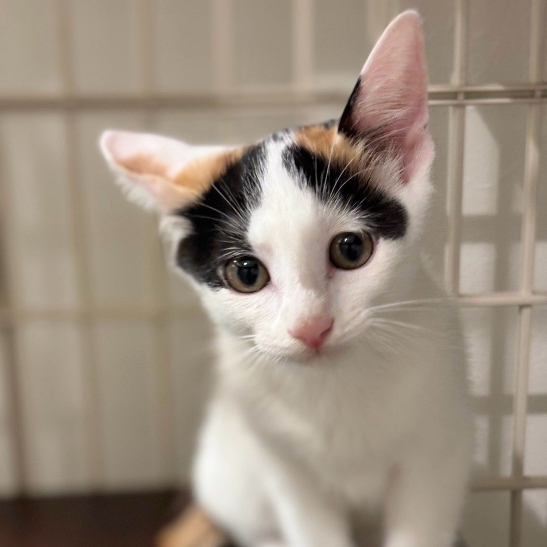 雑種（ミックス猫）・メスの里親募集の写真